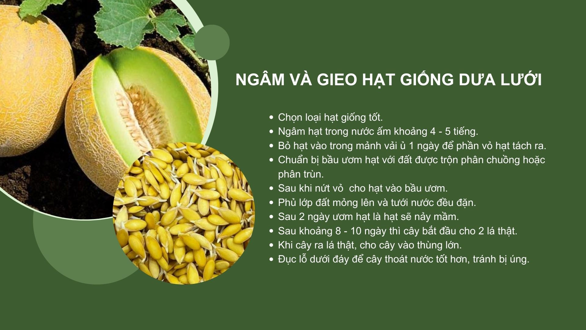 SỔ TAY NHÀ NÔNG: Kỹ thuật ươm giống, gieo hạt cây dưa lưới- Ảnh 1.