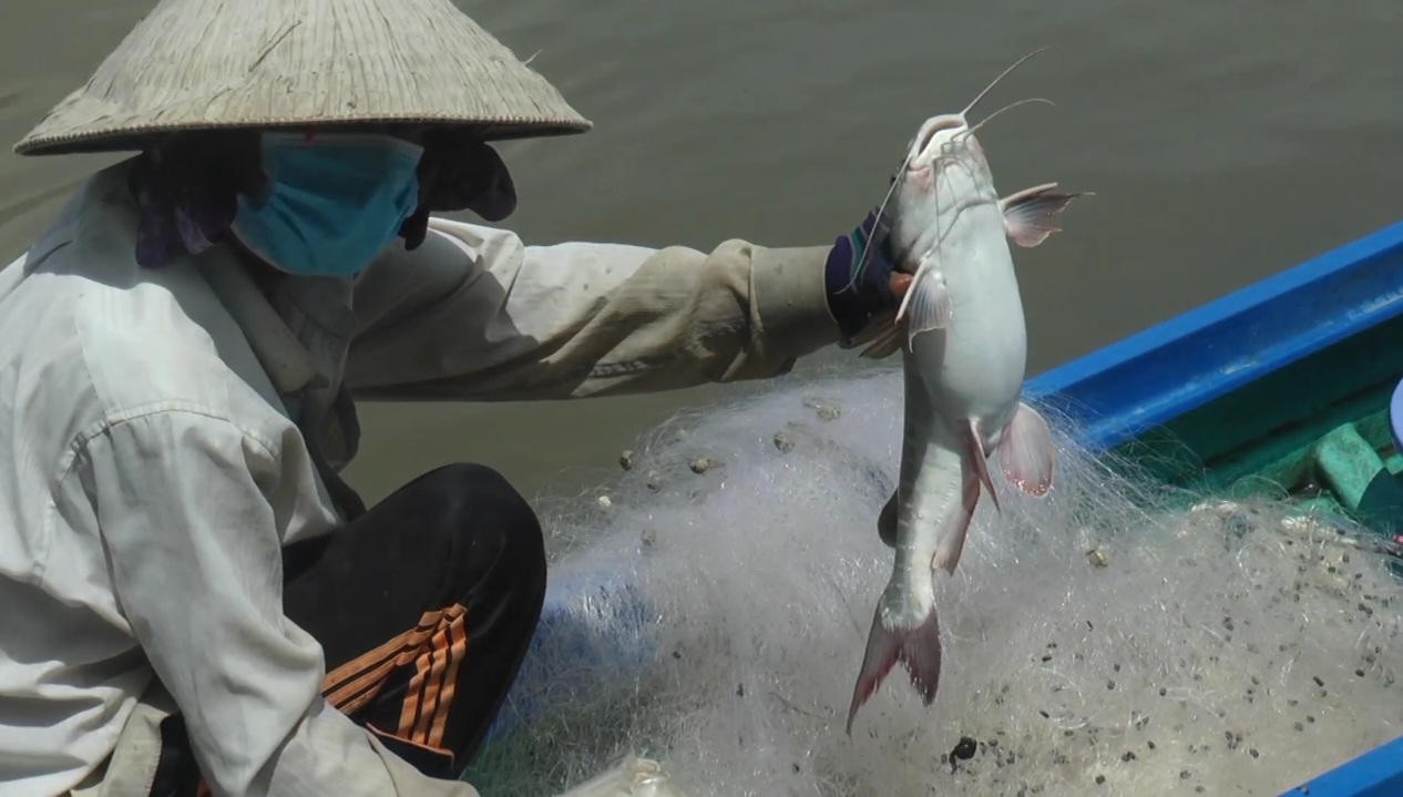 Nhờ săn loài cá nghe tên tưởng đâu nghe nhầm, mà người dân có hoàn cảnh khó khăn ở Cà Mau bỏ túi tiền triệu- Ảnh 5.