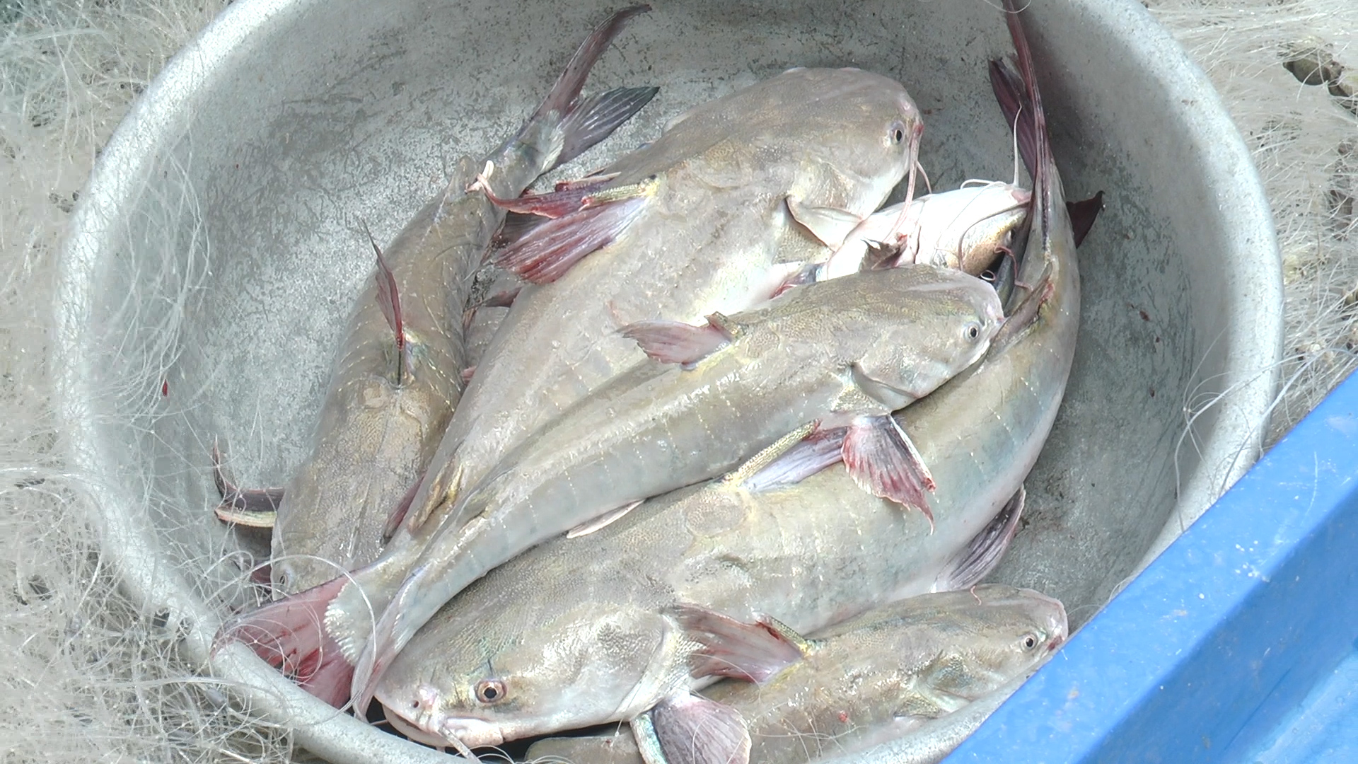 Nhờ săn loài cá nghe tên tưởng đâu nghe nhầm, mà người dân có hoàn cảnh khó khăn ở Cà Mau bỏ túi tiền triệu- Ảnh 7.
