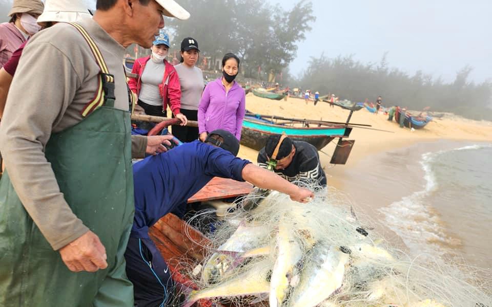 Ra một vùng biển Quảng Bình thấy dân kéo được cá bè to bự, phơi la liệt cá cơm