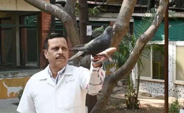 Ấn Độ thả chim bồ câu bị nghi là gián điệp sau 8 tháng bắt giữ- Ảnh 1.