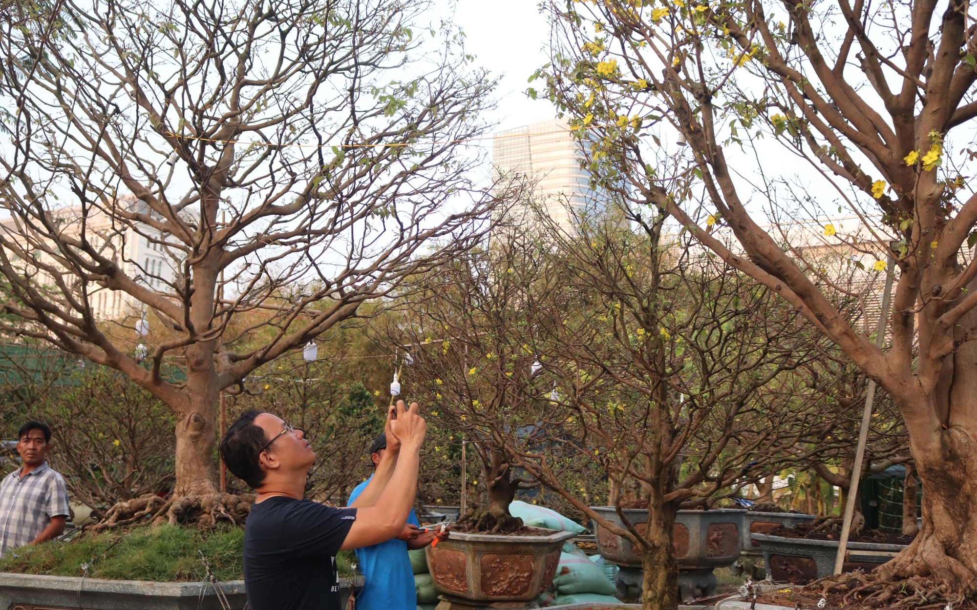 Choáng với cây mai 2 tỷ tại chợ hoa khu nhà giàu Sài Gòn