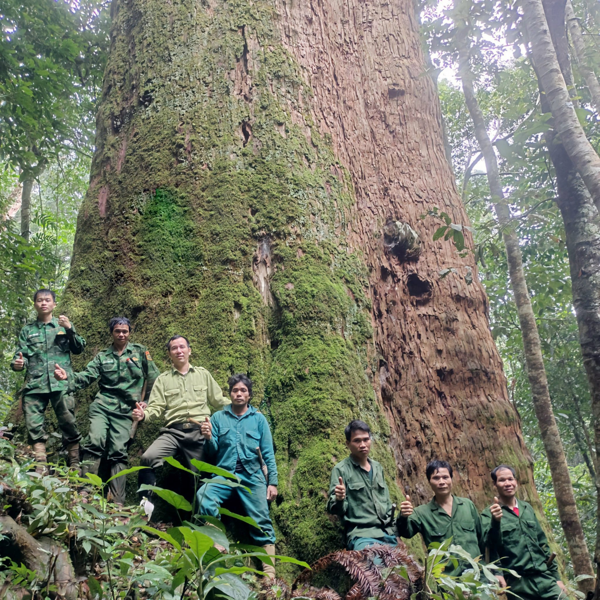 "Báu vật" cây sa mu dầu nghìn năm tuổi ở Nghệ An: Vừa nằm trong sách Đỏ vừa là cây lớn nhất Việt Nam- Ảnh 2.