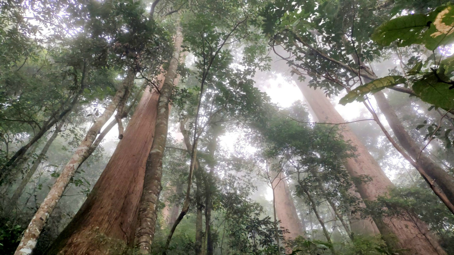 "Báu vật" cây sa mu dầu nghìn năm tuổi ở Nghệ An: Vừa nằm trong sách Đỏ vừa là cây lớn nhất Việt Nam- Ảnh 1.