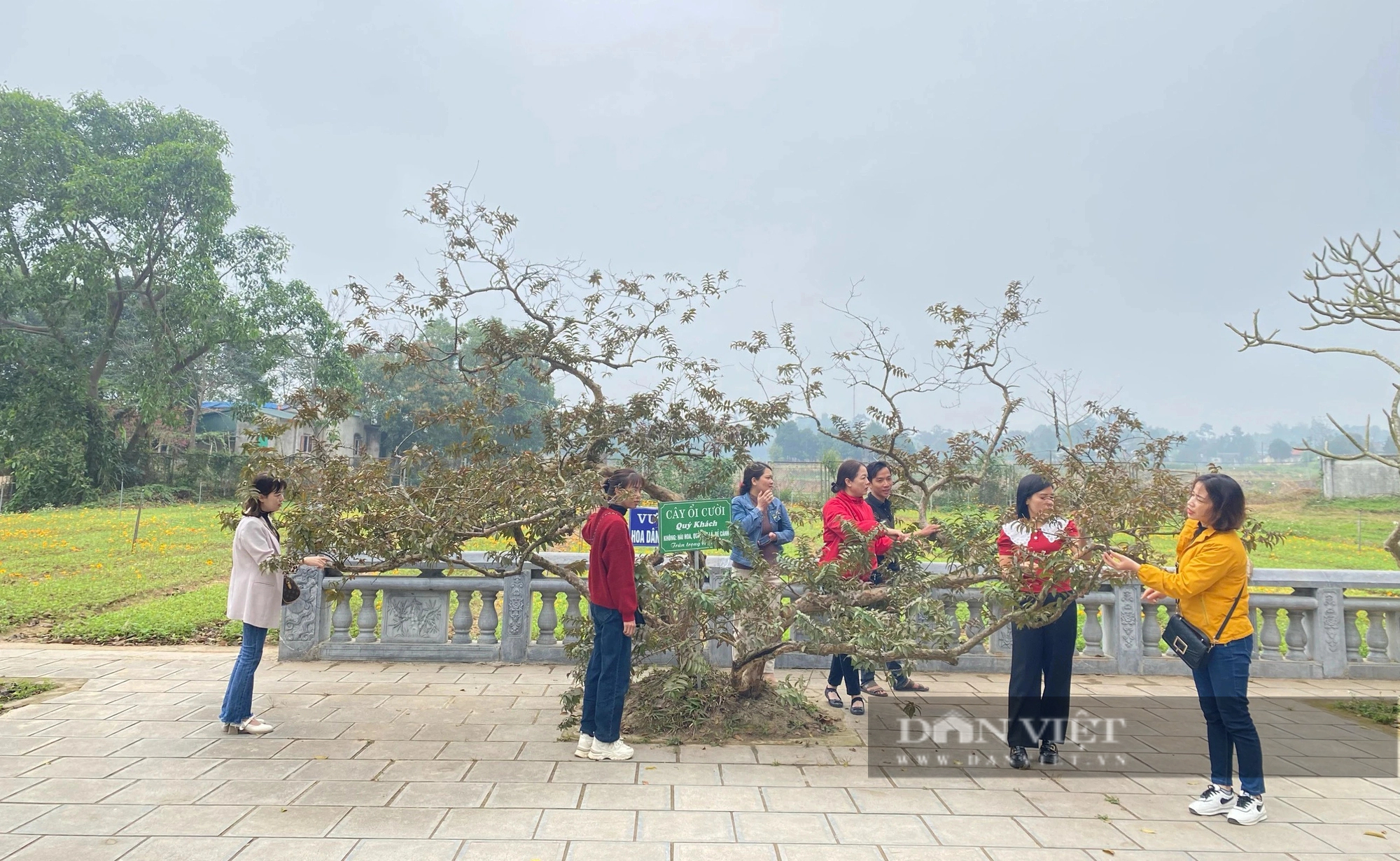 Cây ổi lạ ở một ngôi đền cổ trên Yên Bái, dân cho rằng, cứ gãi là cây "cười" rung rinh- Ảnh 2.