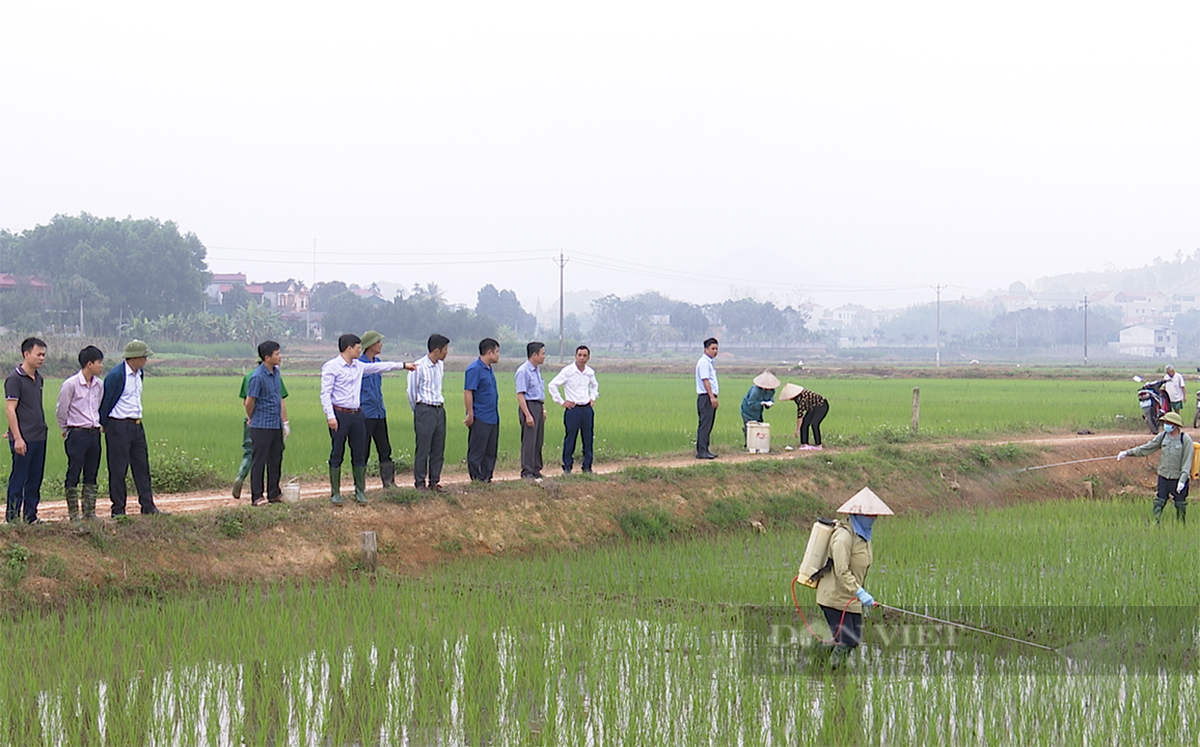 Mới ra Giêng, nông dân Phú Thọ đã "cháy hàng" cây giống- Ảnh 2.