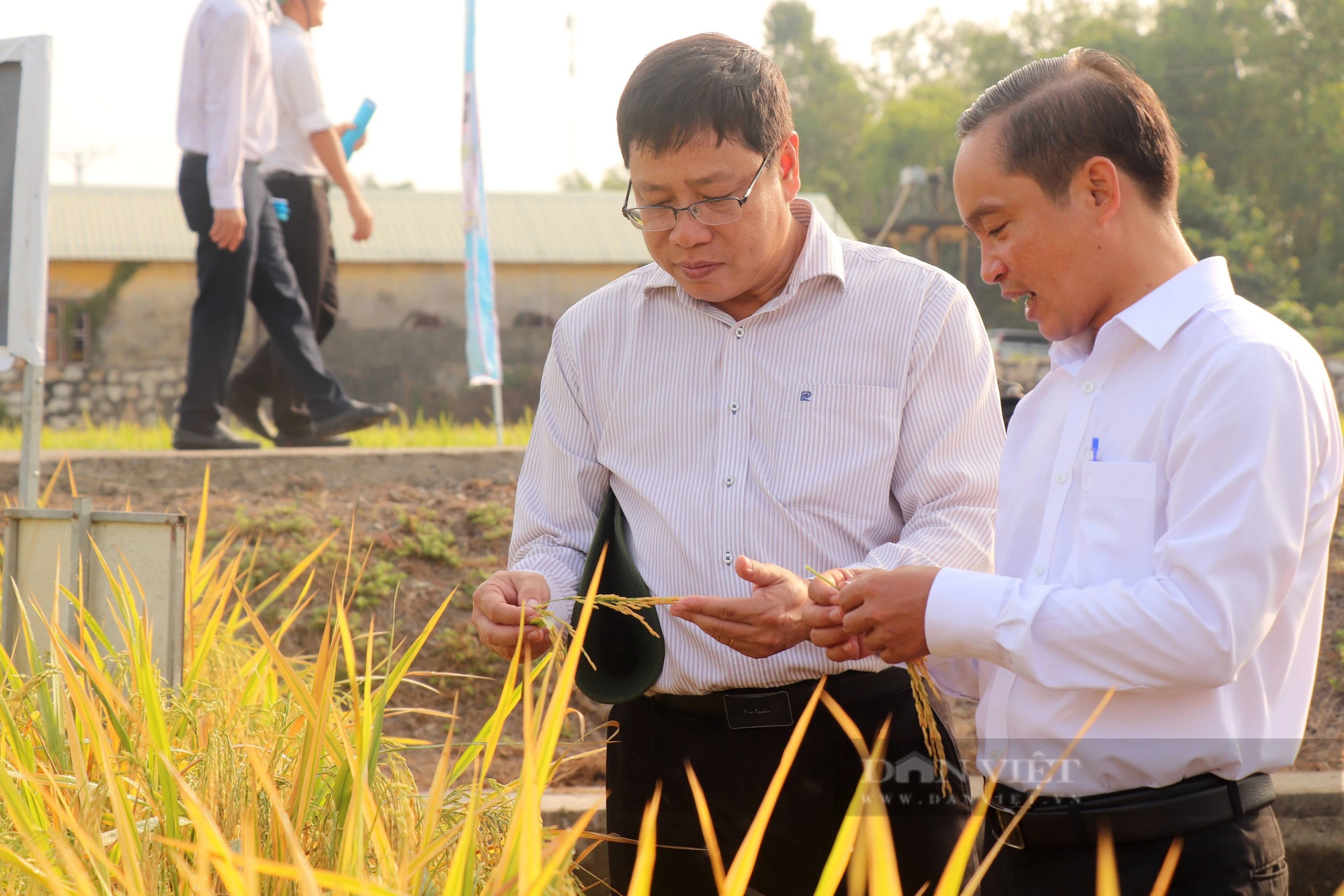 Hàng loạt giống lúa thơm, lúa chất lượng cao, thích ứng biến đổi khí hậu sắp ra mắt ở vùng ĐBSCL- Ảnh 1.