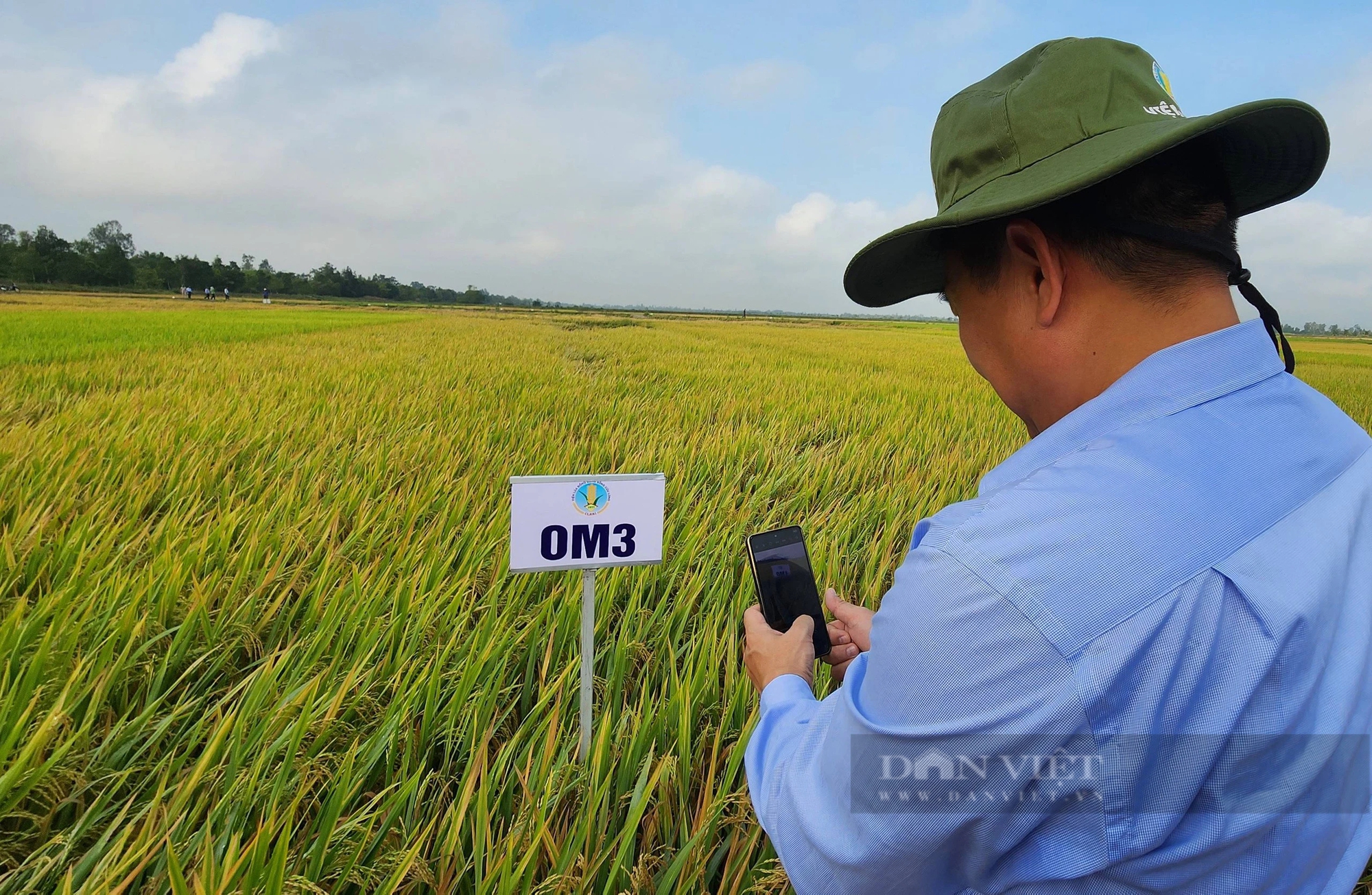 Hàng loạt giống lúa thơm, lúa chất lượng cao, thích ứng biến đổi khí hậu sắp ra mắt ở vùng ĐBSCL- Ảnh 2.