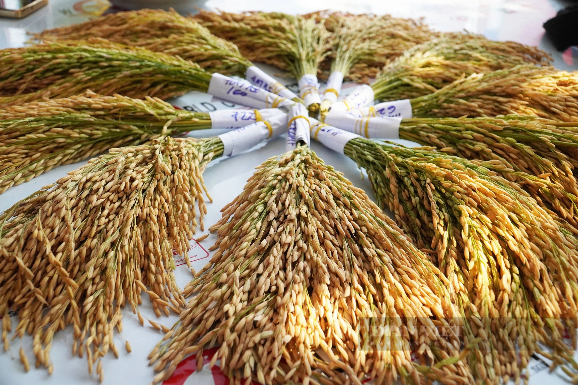 Hàng loạt giống lúa thơm, lúa chất lượng cao, thích ứng biến đổi khí hậu sắp ra mắt ở vùng ĐBSCL- Ảnh 4.