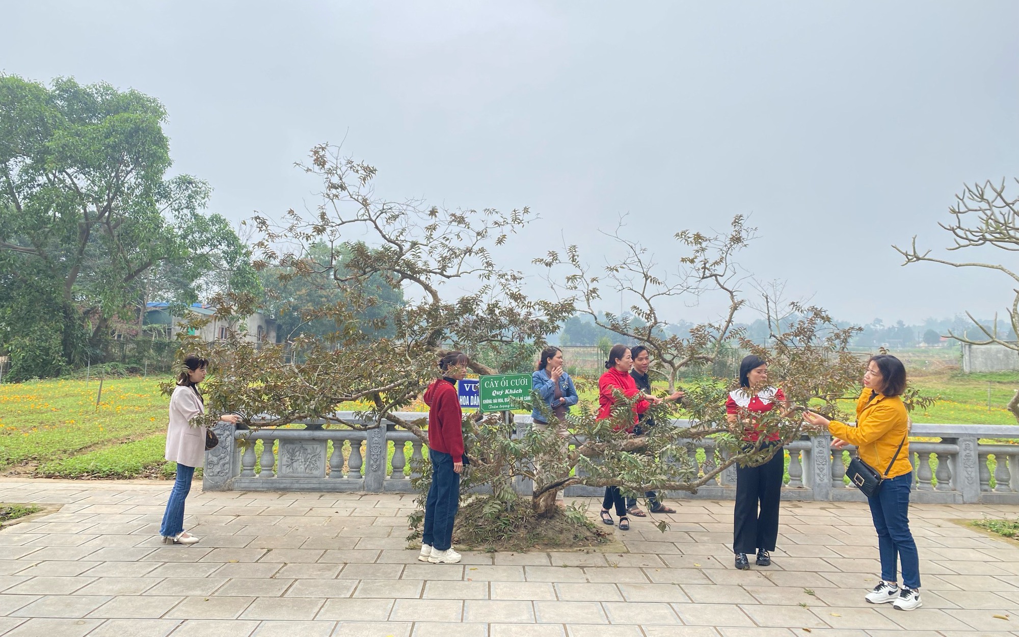 Cây ổi lạ ở một ngôi đền cổ trên Yên Bái, dân cho rằng, cứ gãi là cây 