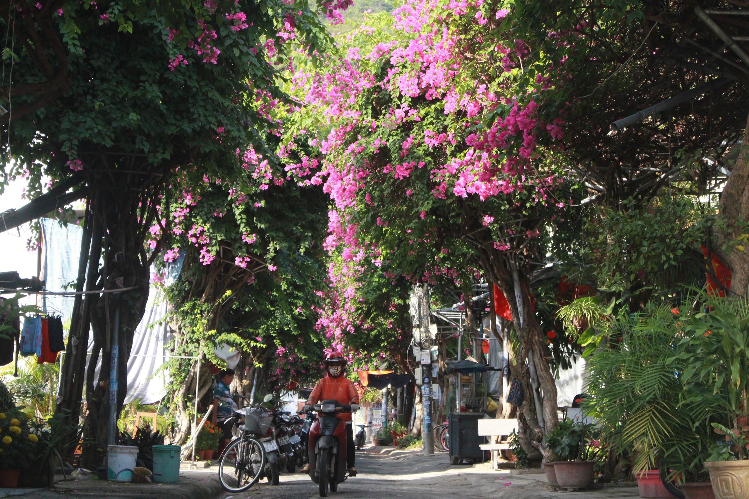 Làng biển ở Khánh Hòa đẹp như phim, con đường hoa giấy nở bông rực rỡ, ngắm thôi đã mê rồi- Ảnh 7.