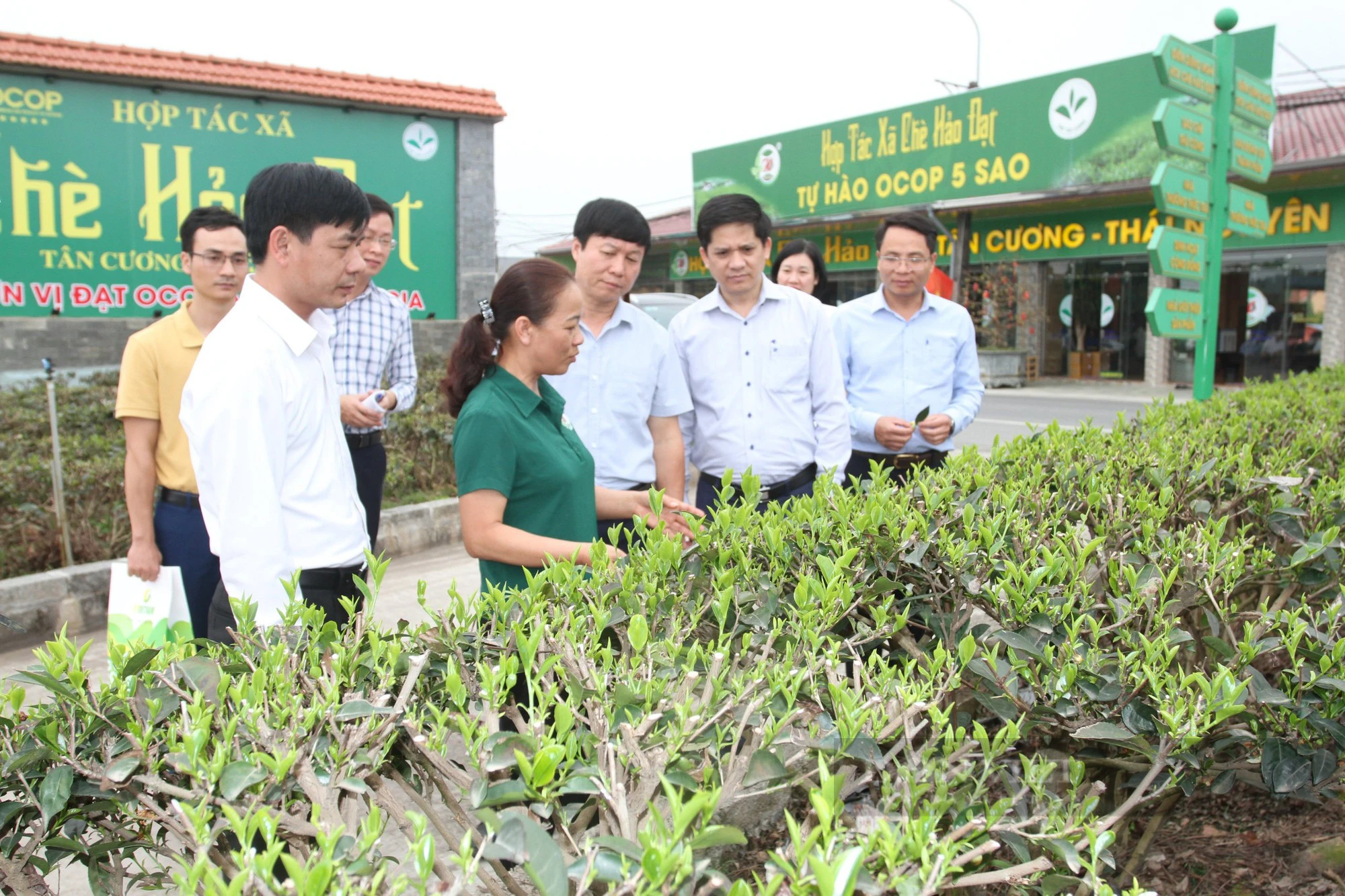 Chuyển đổi số hiệu quả, nông dân Thái Nguyên chăn nuôi trang trại nhàn, đưa đặc sản chè Thái Nguyên đi muôn nơi- Ảnh 2.