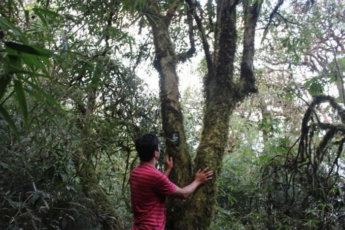 Loài cây nghìn năm tuổi lặng lẽ hấp thụ tinh túy đất trời và sản sinh ra loại chè đắt đỏ nhất Việt Nam- Ảnh 3.
