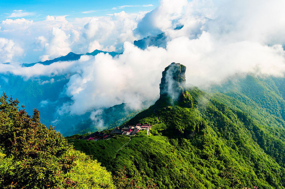 Loài cây nghìn năm tuổi lặng lẽ hấp thụ tinh túy đất trời và sản sinh ra loại chè đắt đỏ nhất Việt Nam- Ảnh 1.