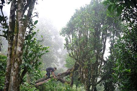 Loài cây nghìn năm tuổi lặng lẽ hấp thụ tinh túy đất trời và sản sinh ra loại chè đắt đỏ nhất Việt Nam- Ảnh 7.