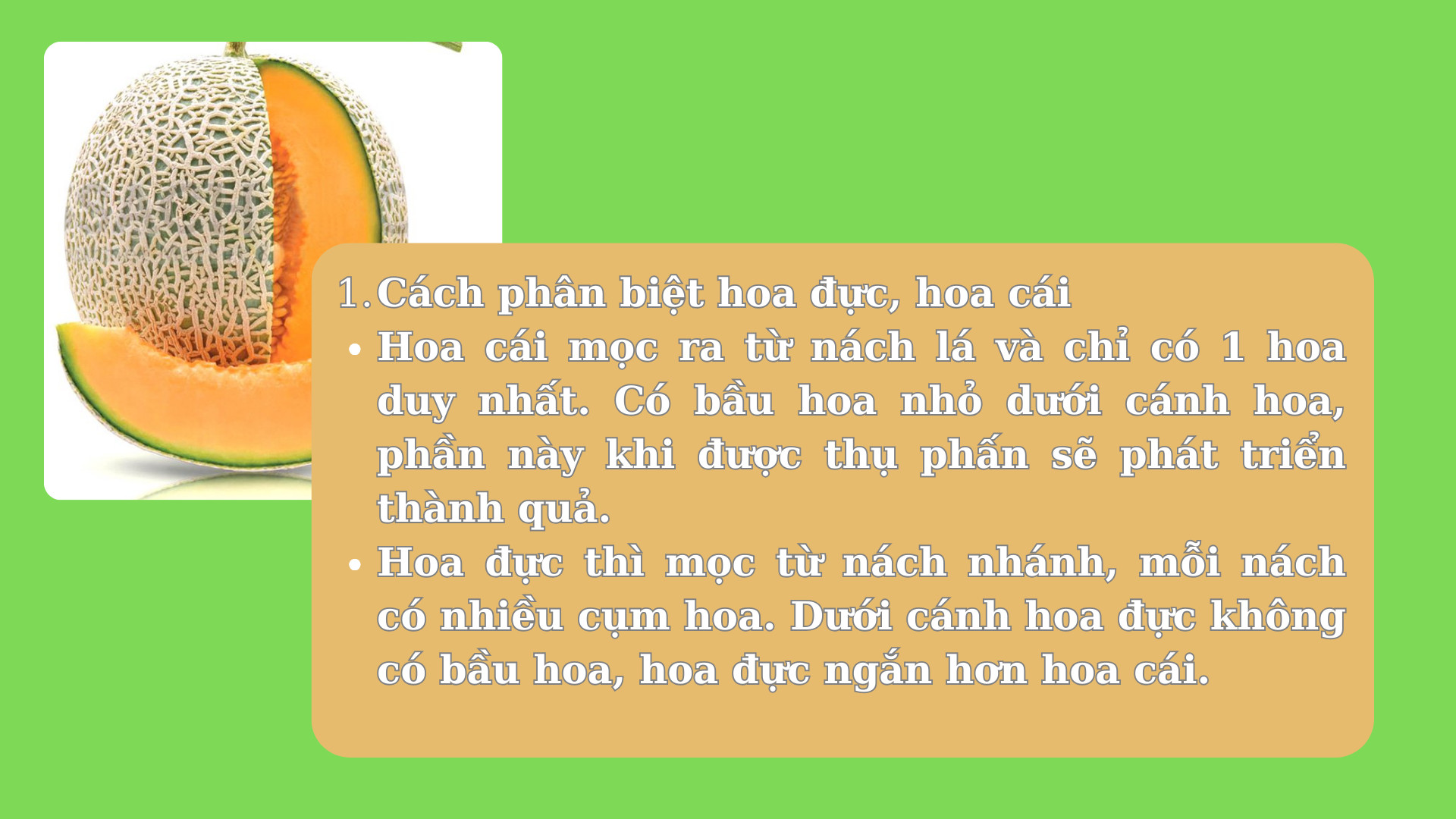 SỔ TAY NHÀ NÔNG: Một số lưu ý khi thụ phấn cho hoa dưa lưới - Ảnh 1.