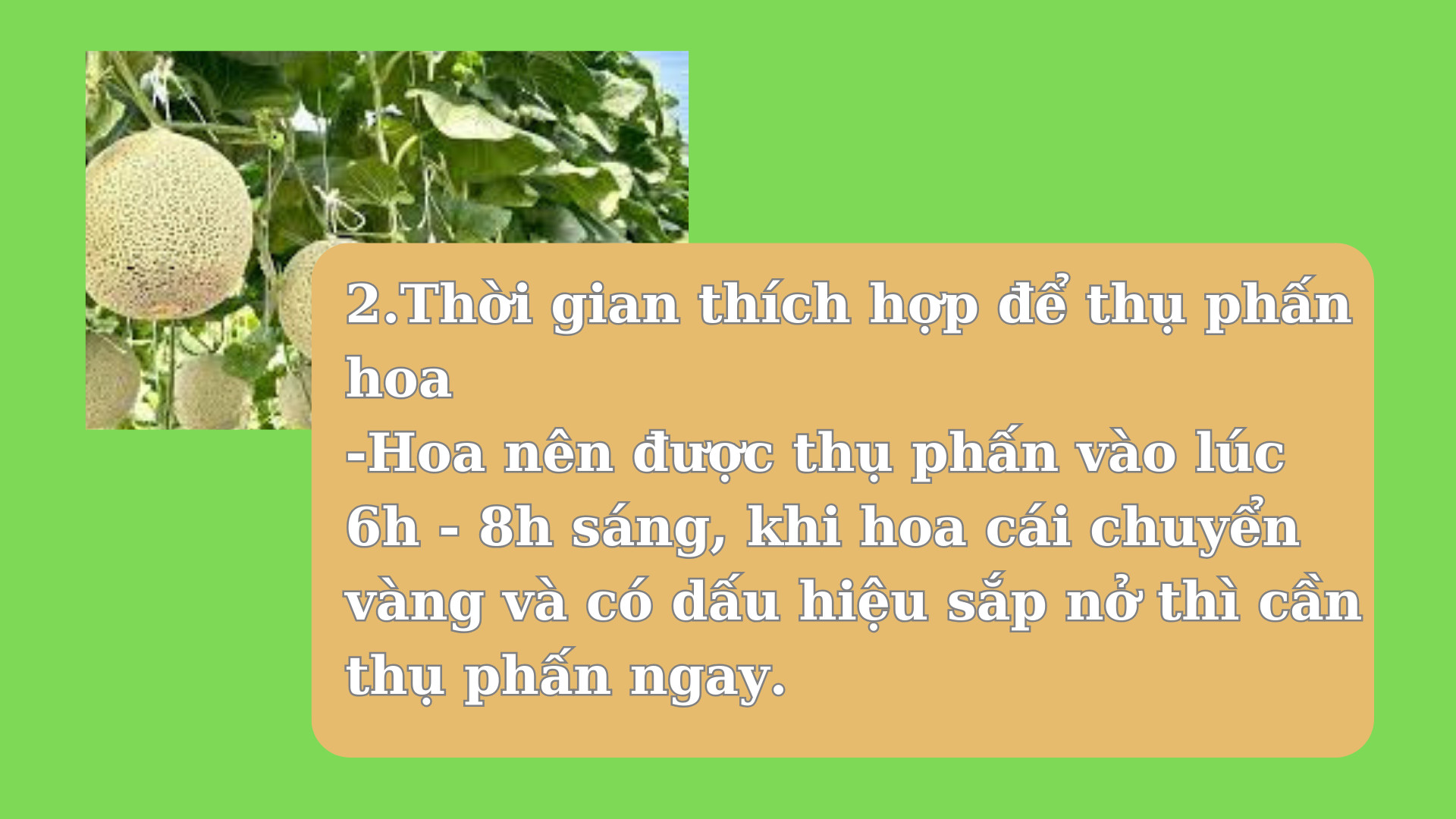 SỔ TAY NHÀ NÔNG: Một số lưu ý khi thụ phấn cho hoa dưa lưới - Ảnh 2.