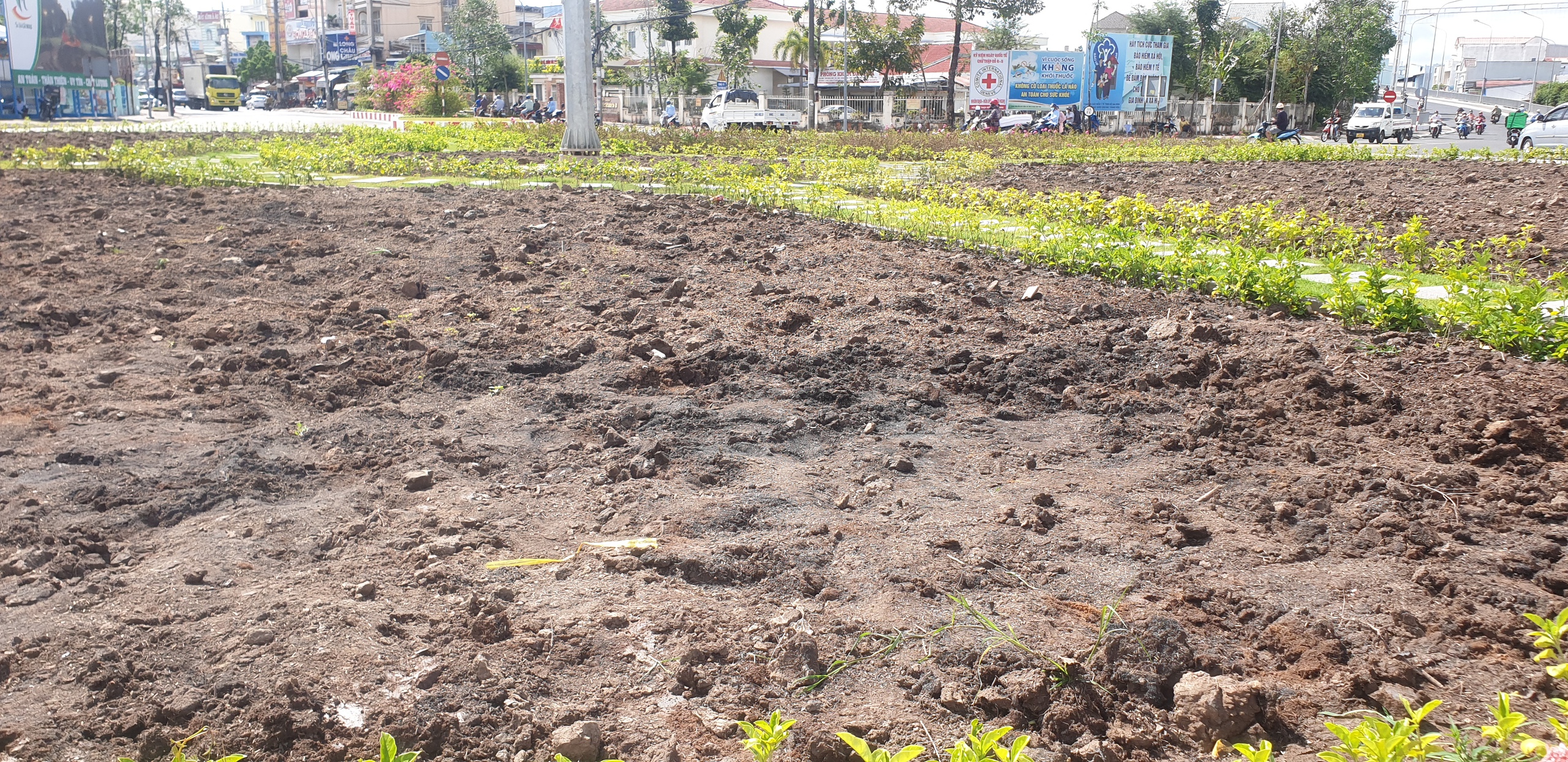Hoa trồng khô héo tại vòng xoay trung tâm TP.Cà Mau đã được nhổ bỏ sau phản ánh của Dân Việt- Ảnh 1.