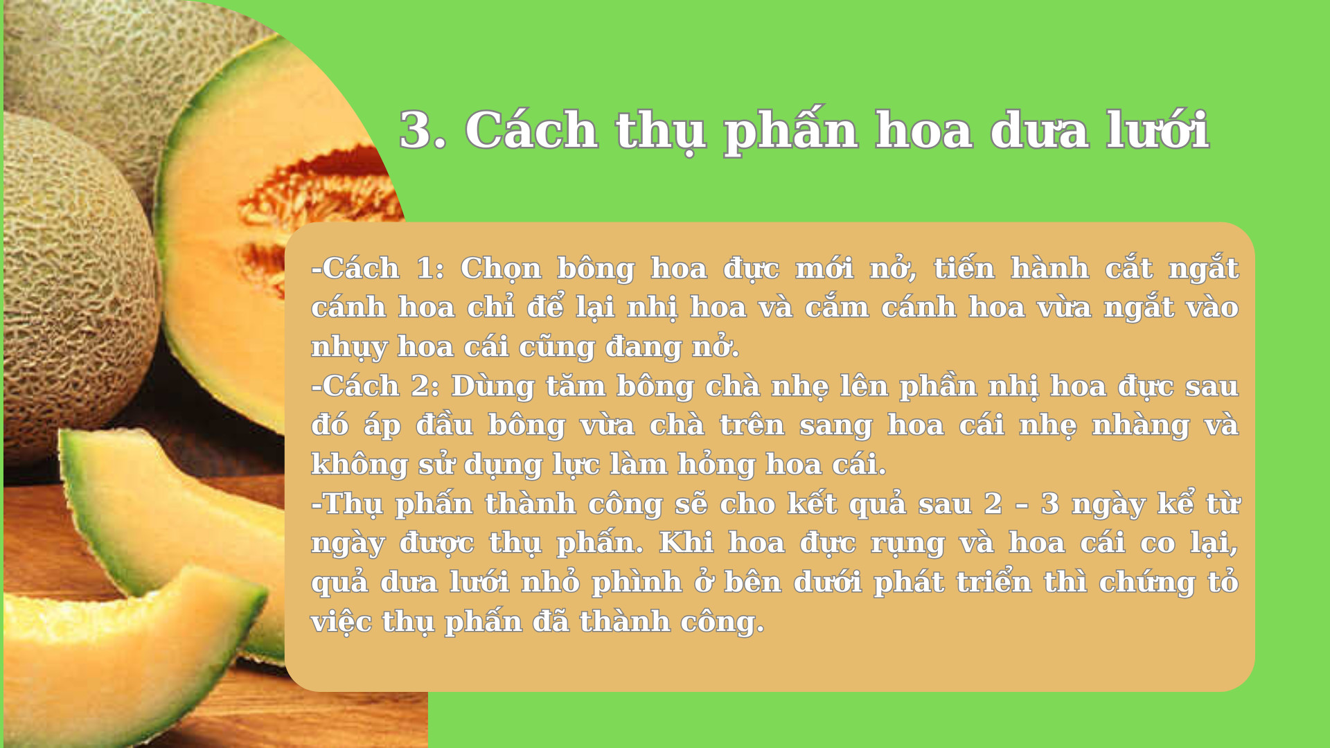 SỔ TAY NHÀ NÔNG: Một số lưu ý khi thụ phấn cho hoa dưa lưới - Ảnh 3.