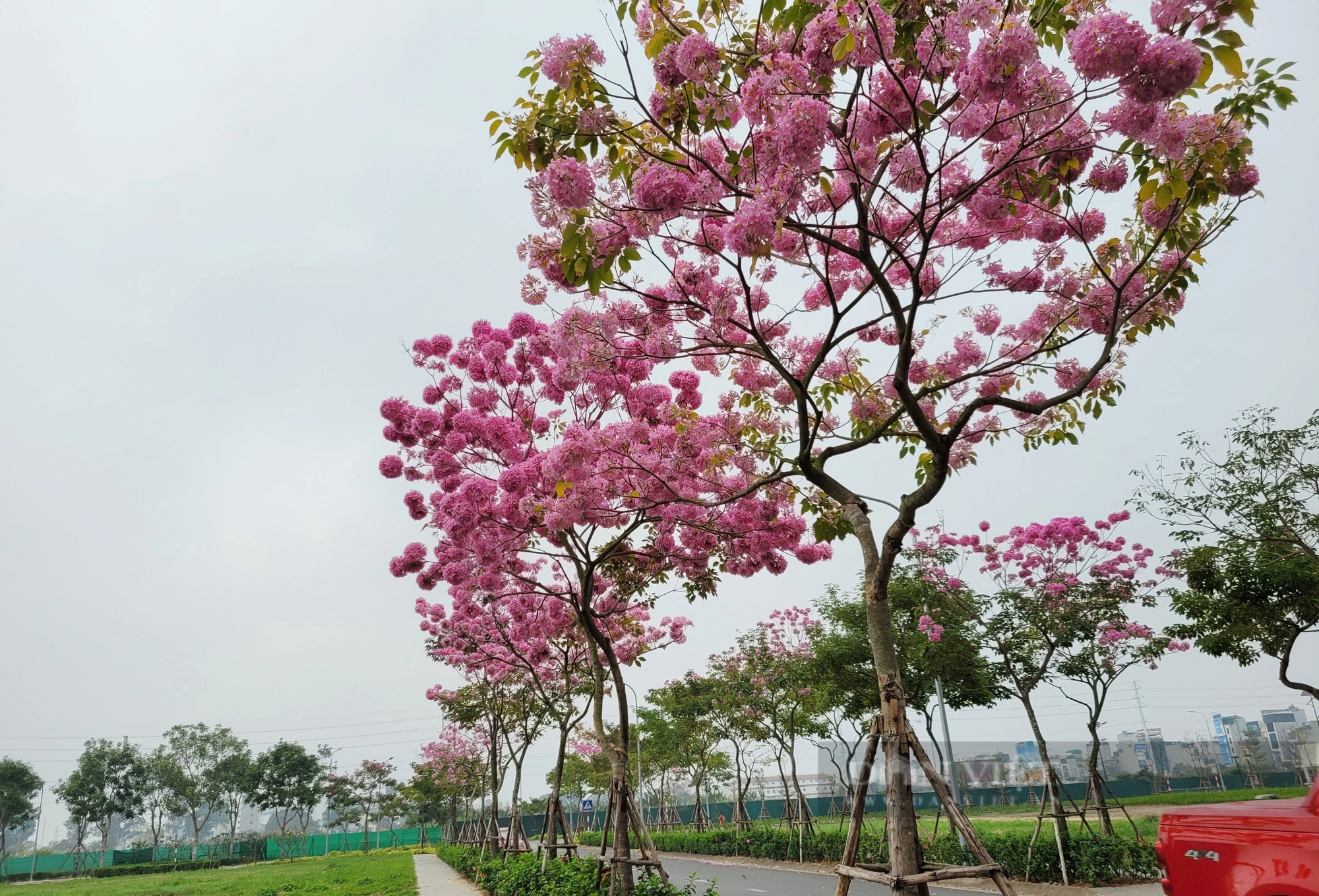 Ngỡ ngàng với vẻ đẹp của hoa phong linh tím lần đầu xuất hiện ở Hà Nội- Ảnh 1.