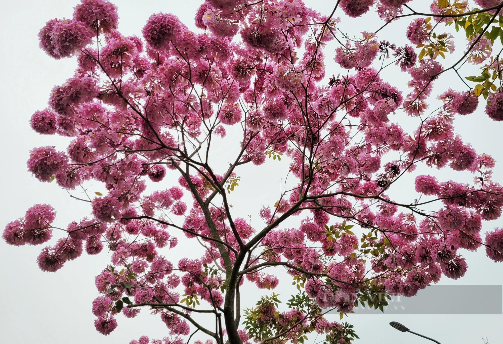 Ngỡ ngàng với vẻ đẹp của hoa phong linh tím lần đầu xuất hiện ở Hà Nội- Ảnh 2.