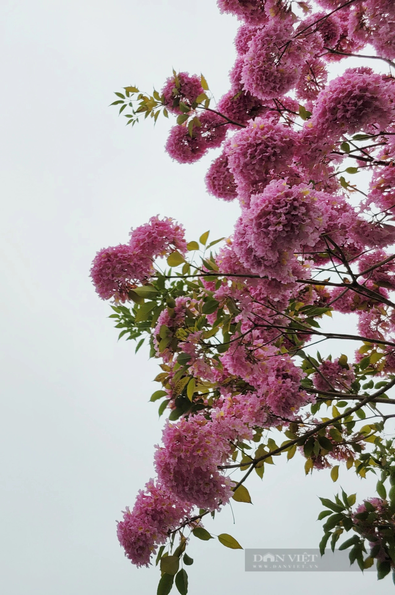 Ngỡ ngàng với vẻ đẹp của hoa phong linh tím lần đầu xuất hiện ở Hà Nội- Ảnh 3.