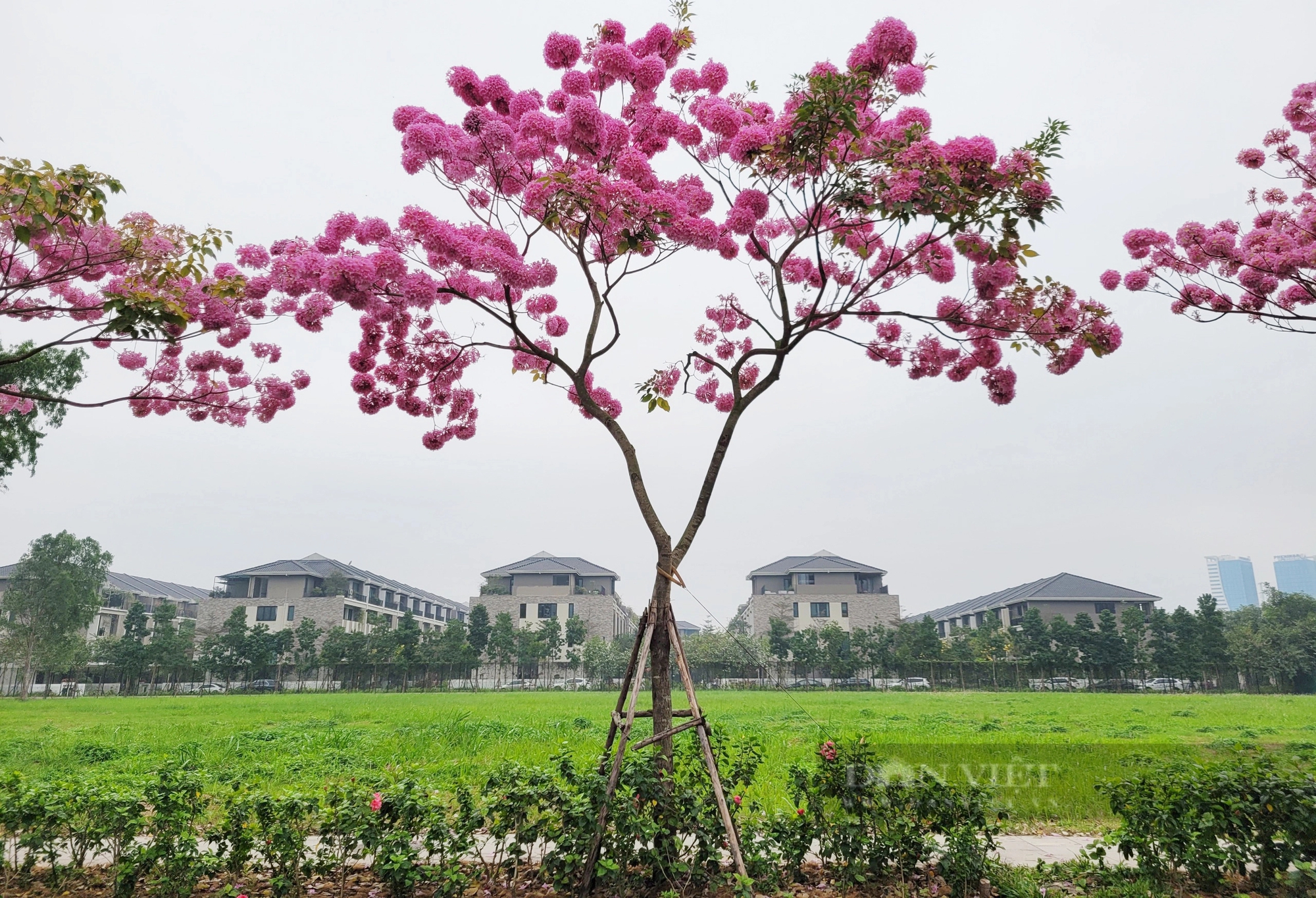 Ngỡ ngàng với vẻ đẹp của hoa phong linh tím lần đầu xuất hiện ở Hà Nội- Ảnh 4.