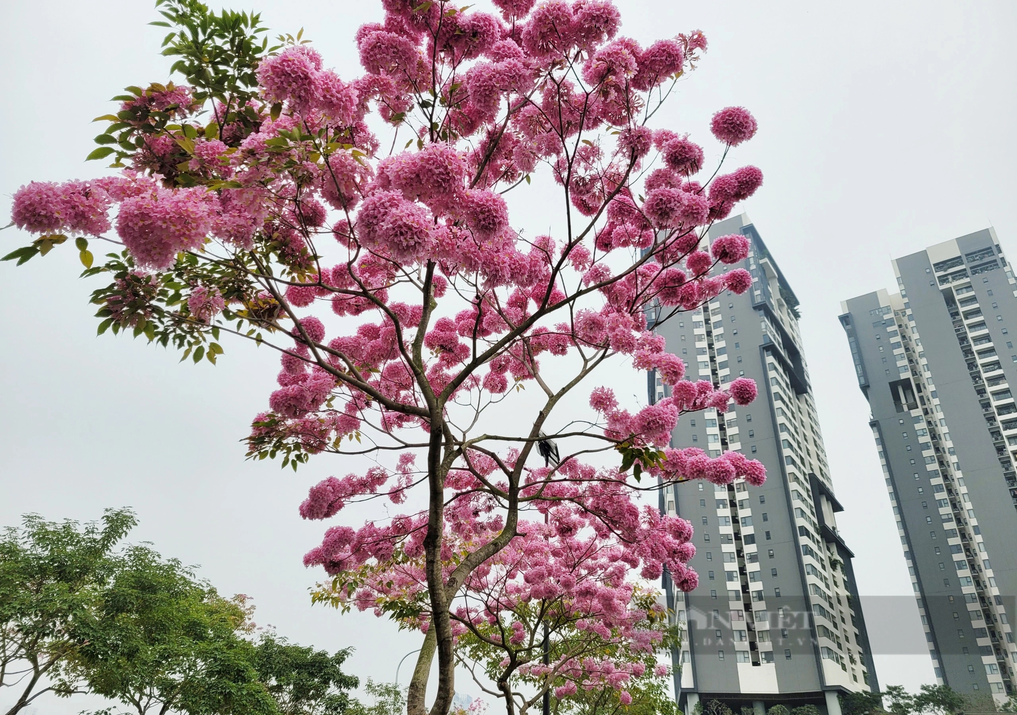 Ngỡ ngàng với vẻ đẹp của hoa phong linh tím lần đầu xuất hiện ở Hà Nội- Ảnh 5.