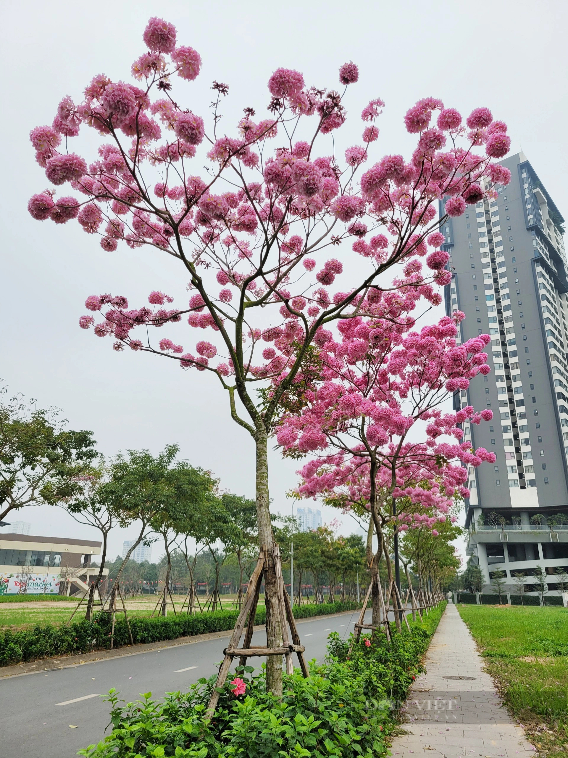 Ngỡ ngàng với vẻ đẹp của hoa phong linh tím lần đầu xuất hiện ở Hà Nội- Ảnh 7.