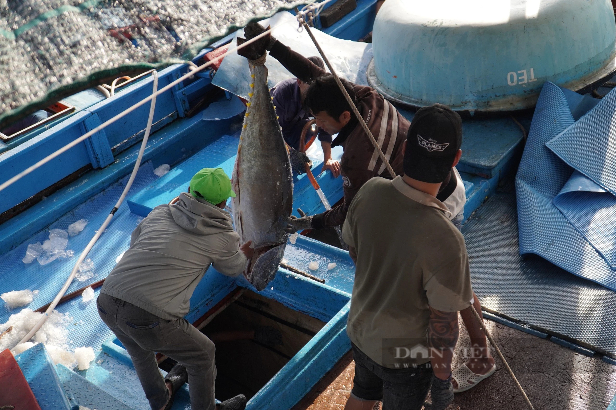 Những chuyến biển xuyên Tết mang hàng tấn cá ngừ đại dương về cảng Nha Trang - Ảnh 1.