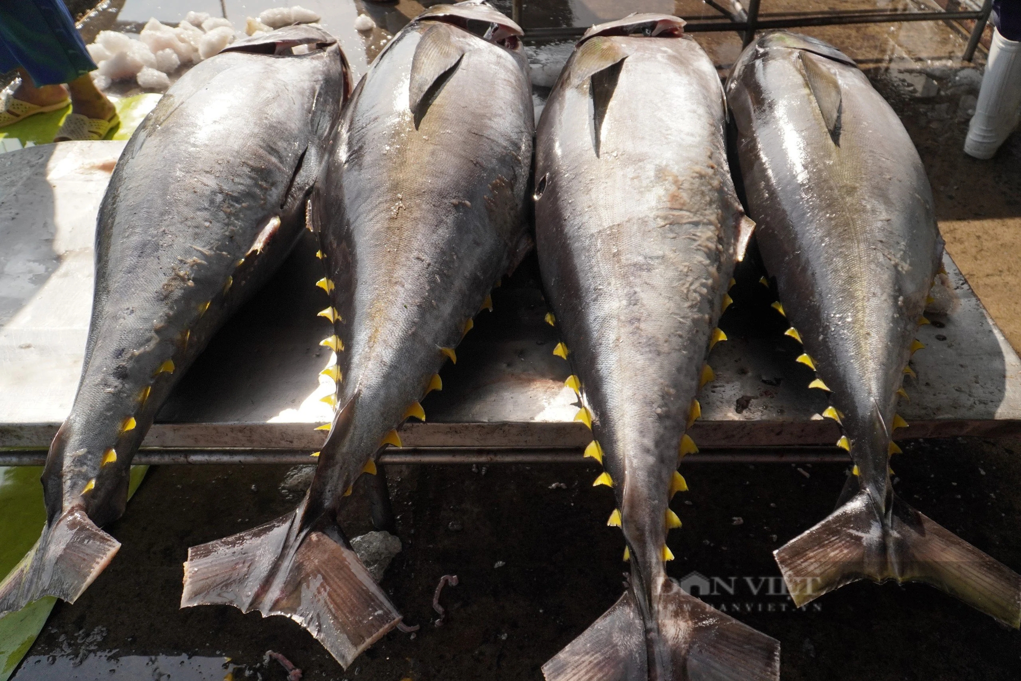 Những chuyến biển xuyên Tết mang hàng tấn cá ngừ đại dương về cảng Nha Trang - Ảnh 3.