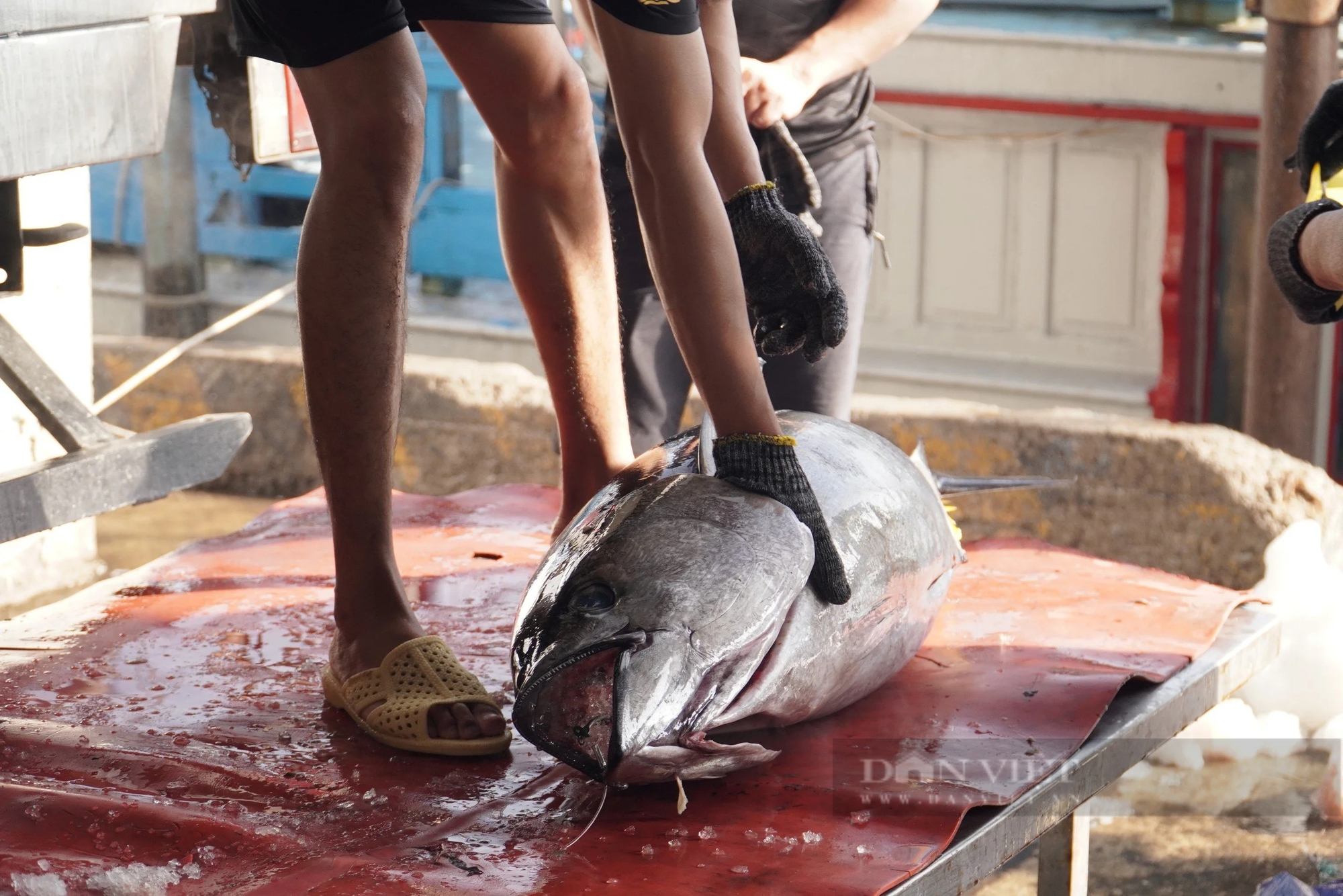Những chuyến biển xuyên Tết mang hàng tấn cá ngừ đại dương về cảng Nha Trang - Ảnh 7.