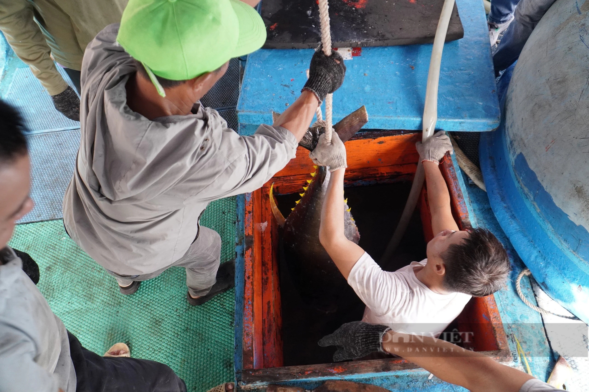 Những chuyến biển xuyên Tết mang hàng tấn cá ngừ đại dương về cảng Nha Trang - Ảnh 8.