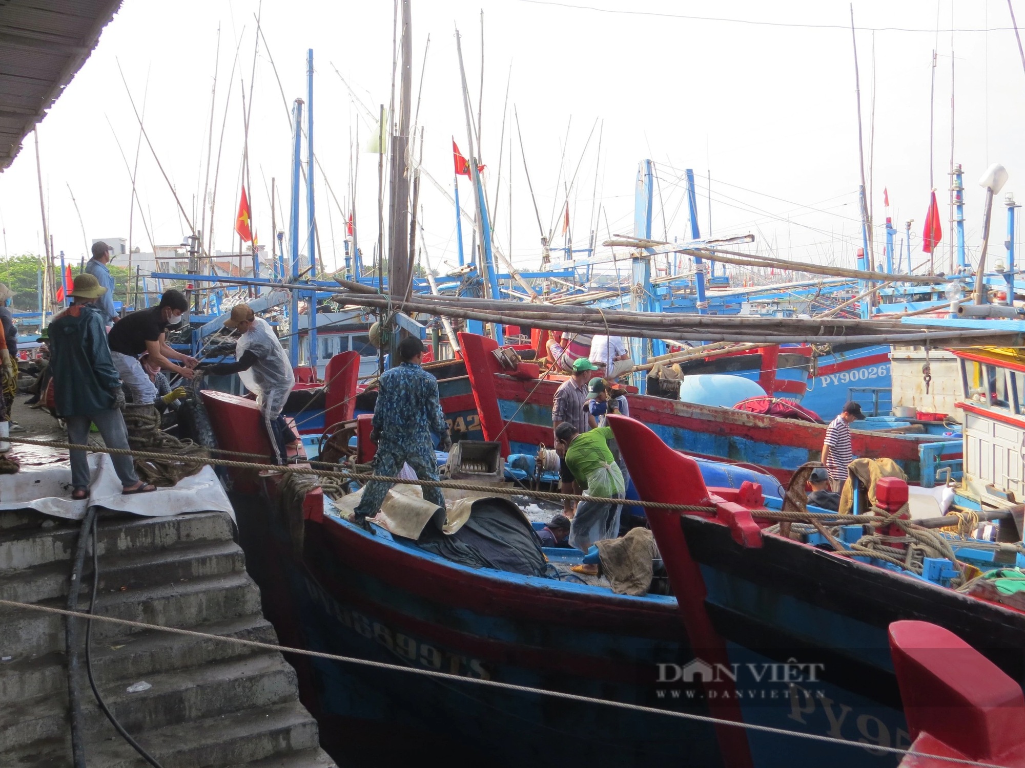 Ra biển câu những con cá khổng lồ, ngư dân Phú Yên lo khi giá cá có xu hướng giảm nhẹ- Ảnh 1.