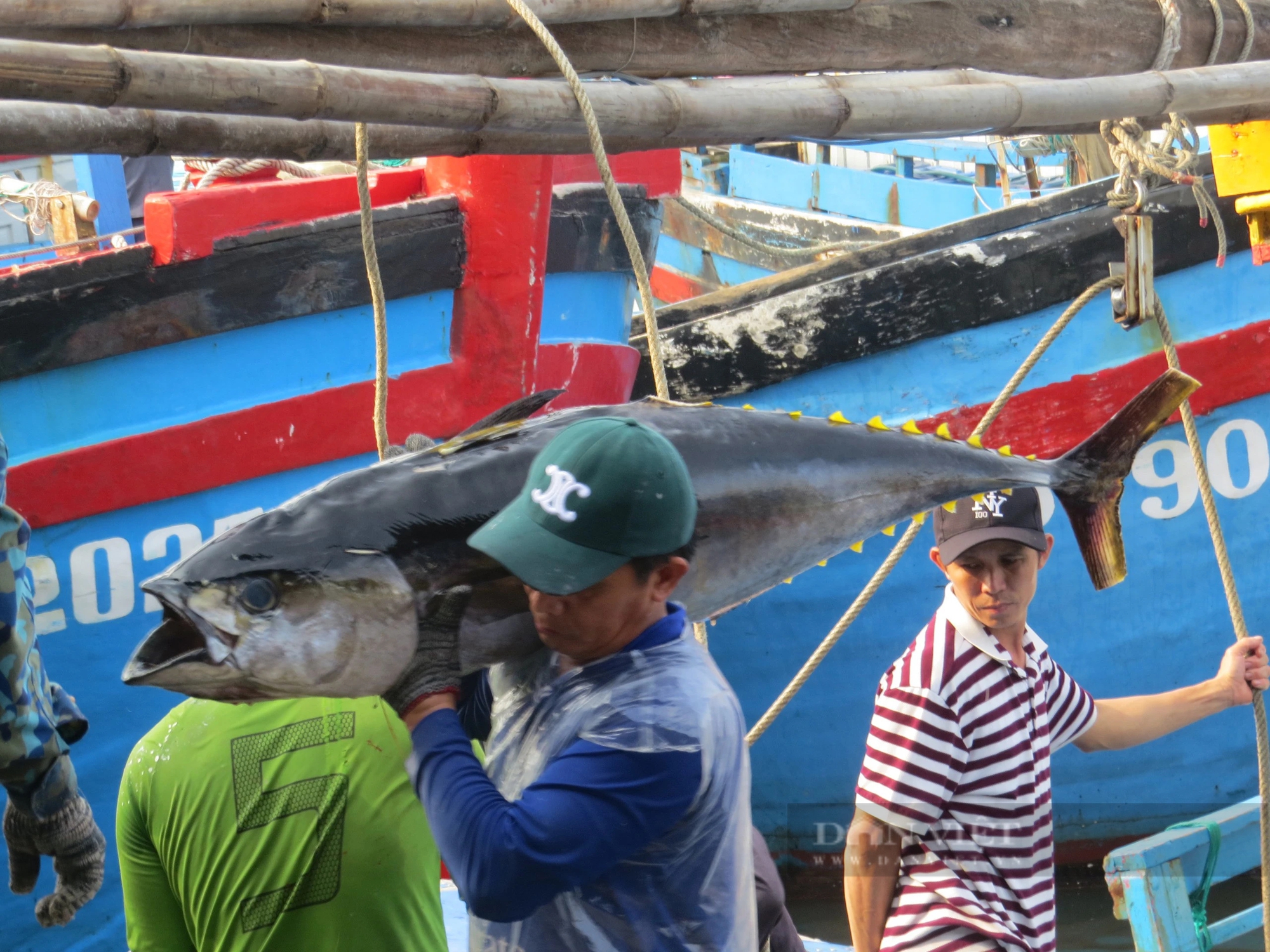 Ra biển câu những con cá khổng lồ, ngư dân Phú Yên lo khi giá cá có xu hướng giảm nhẹ- Ảnh 2.