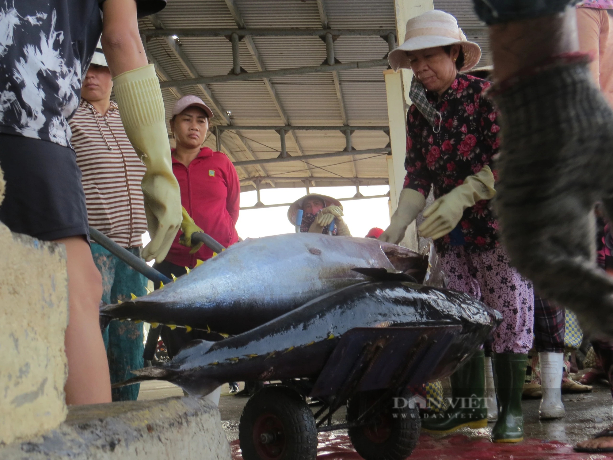 Ra biển câu những con cá khổng lồ, ngư dân Phú Yên lo khi giá cá có xu hướng giảm nhẹ- Ảnh 3.