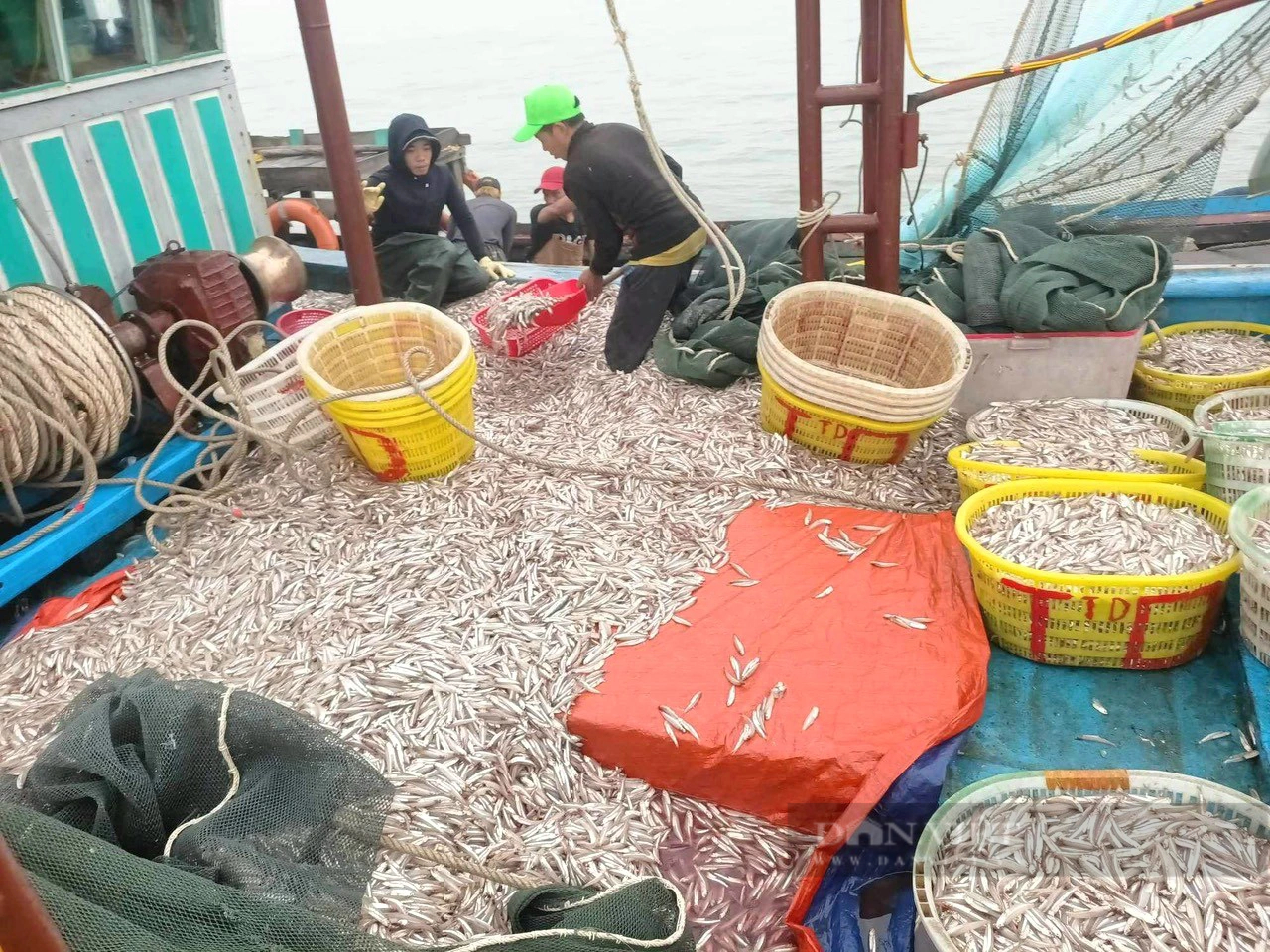 Dân một làng biển Quảng Bình trúng luồng cá cơm, xúc mỏi tay, chỉ một đêm "bắt" được 150 triệu- Ảnh 1.