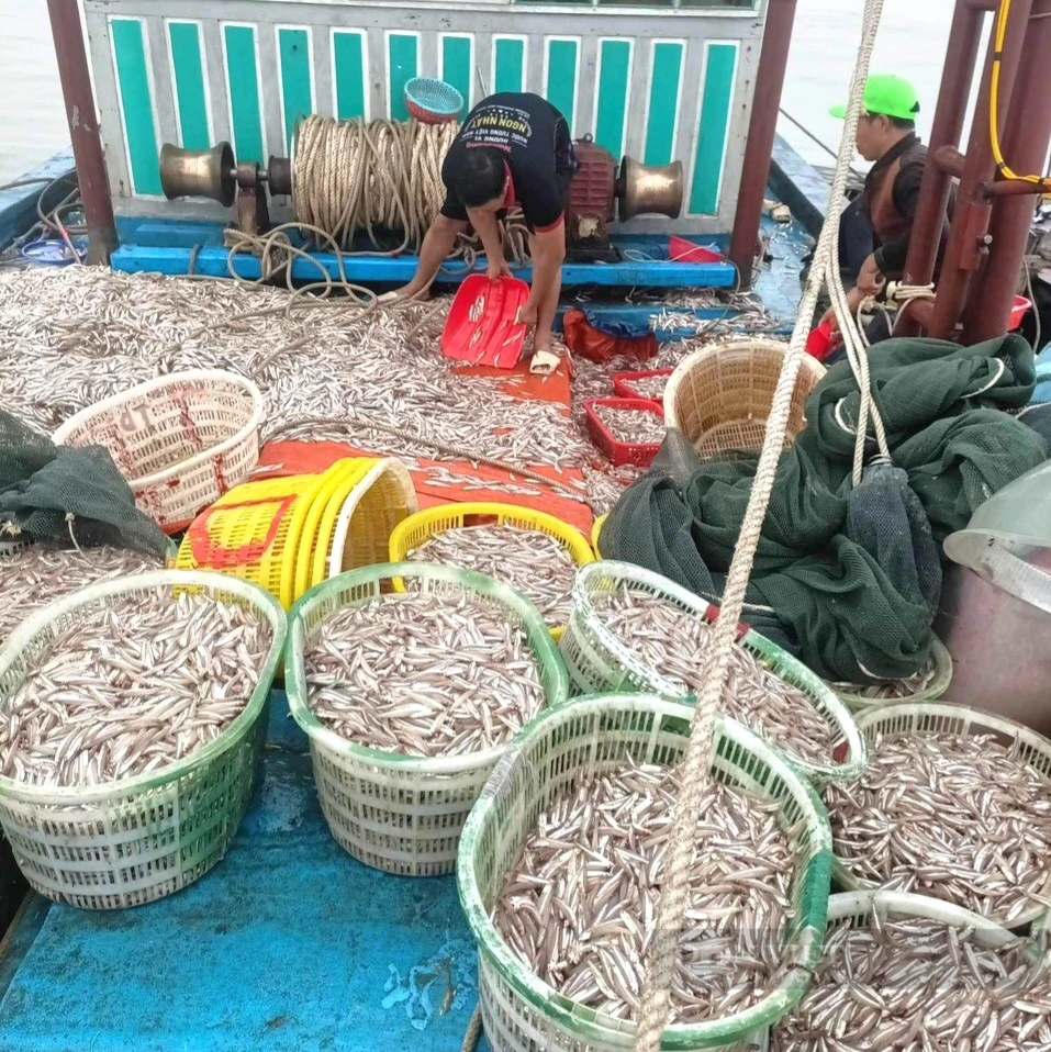 Dân một làng biển Quảng Bình trúng luồng cá cơm, xúc mỏi tay, chỉ một đêm "bắt" được 150 triệu- Ảnh 2.