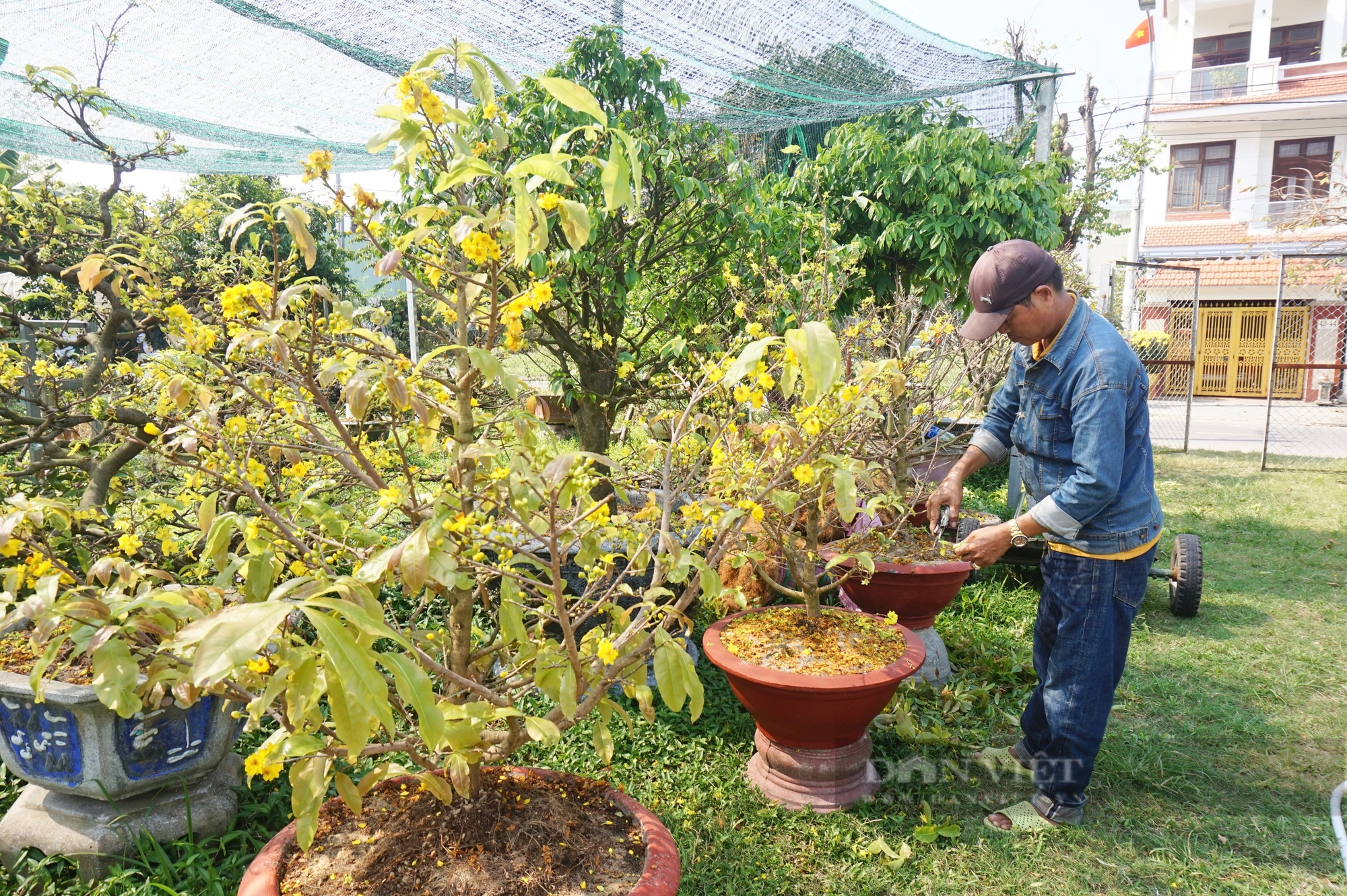 Cây mai vàng đang bung cánh to, tại sao nhà vườn ở Đà Nẵng lại cắt hết hoa, tỉa hết cành?- Ảnh 4.