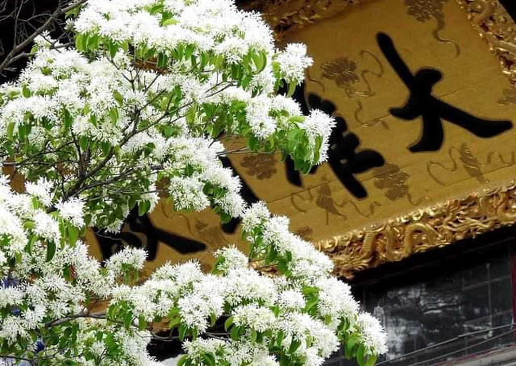 Cây cổ thụ đẹp nhất Trung Quốc nở hoa trắng muốt như tuyết, khi hoa rụng đem ướp trà ra loại trà rất quý hiếm- Ảnh 3.