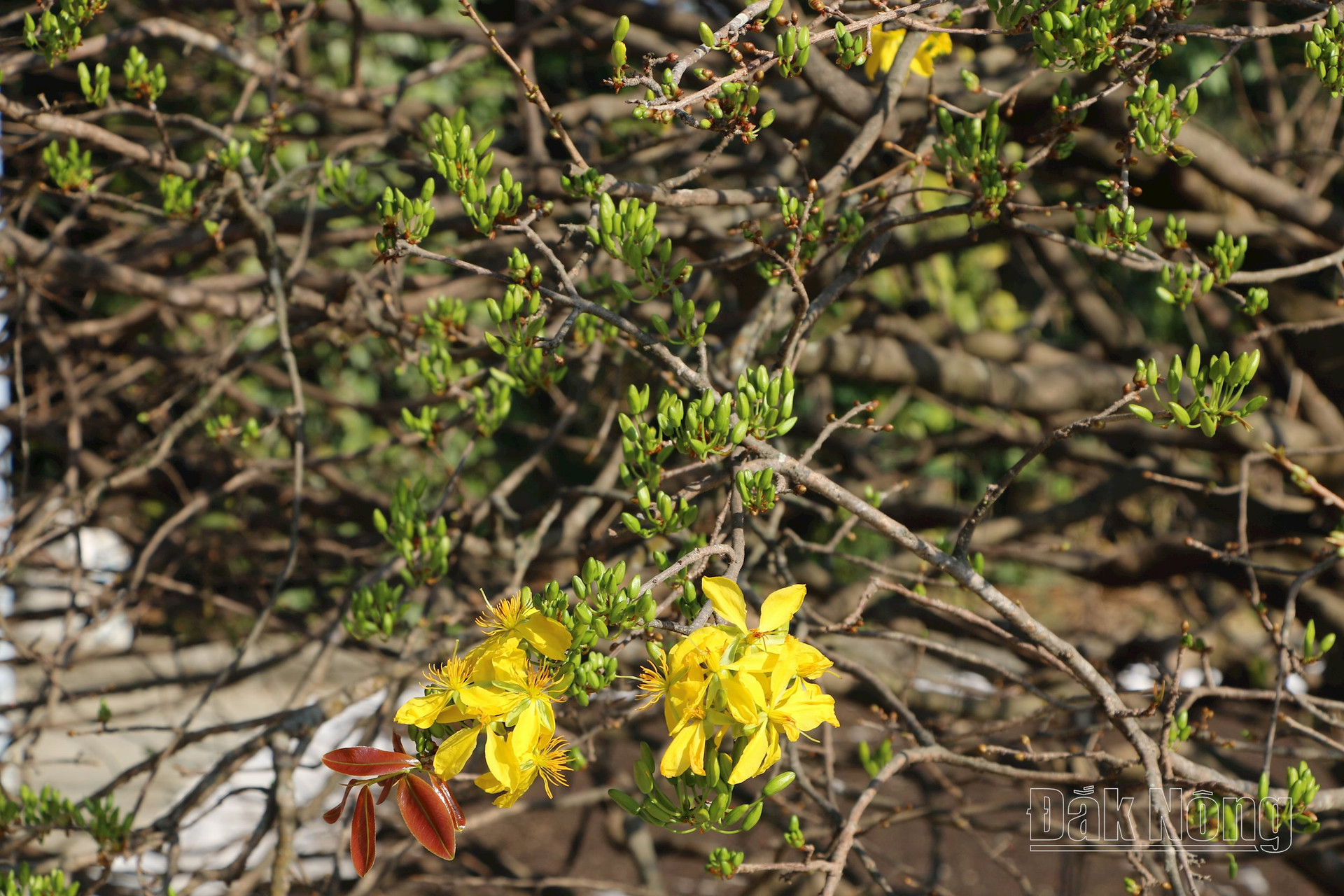 Vì sao chưa đến 30 tuổi đời mà cây mai vàng ra hoa cổ điển này ở Đắk Nông có giá 2 tỷ?- Ảnh 7.