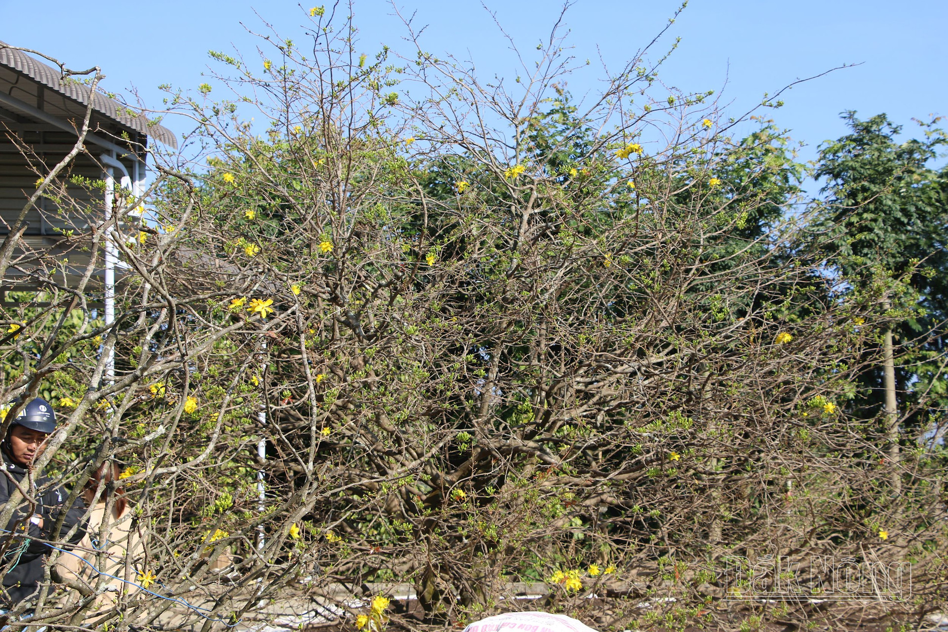 Vì sao chưa đến 30 tuổi đời mà cây mai vàng ra hoa cổ điển này ở Đắk Nông có giá 2 tỷ?- Ảnh 8.
