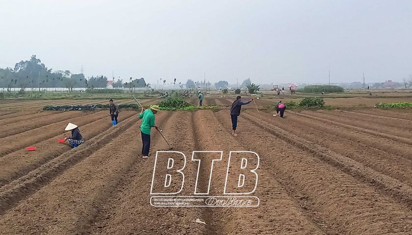 Cả làng xuống đồng cấy lúa, riêng nông dân một xã của tỉnh Thái Bình lại trồng đủ loại cây rau- Ảnh 1.