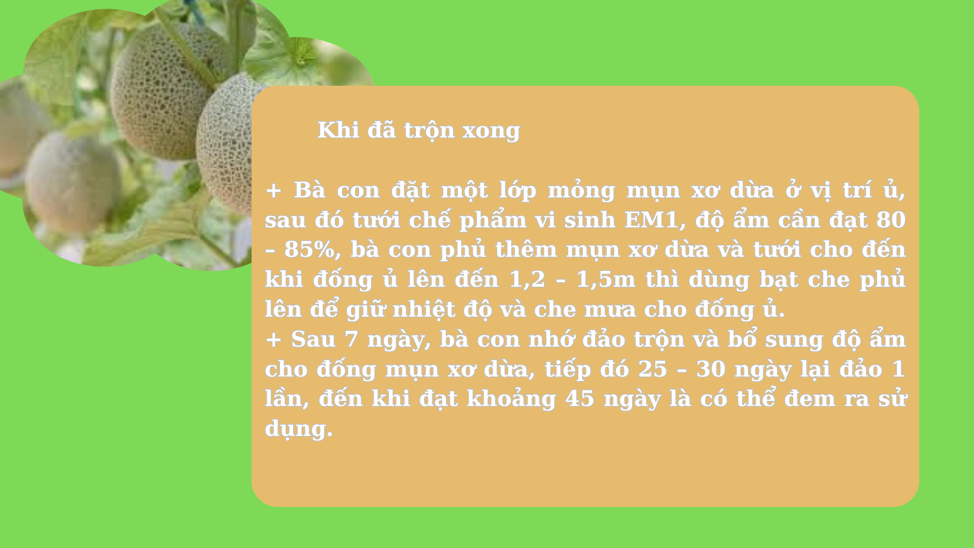 SỔ TAY NHÀ NÔNG: Cách làm giá thể trồng dưa lưới từ mụn xơ dừa- Ảnh 3.