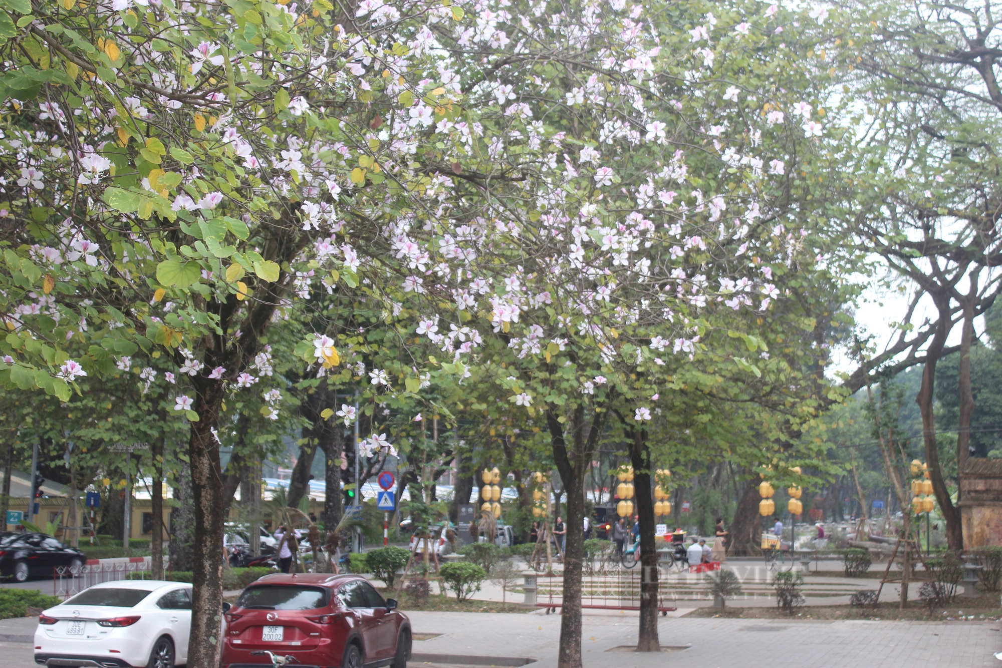 Du khách mê mẩn trước sắc hoa ban nở rực trên phố Hà Nội- Ảnh 1.