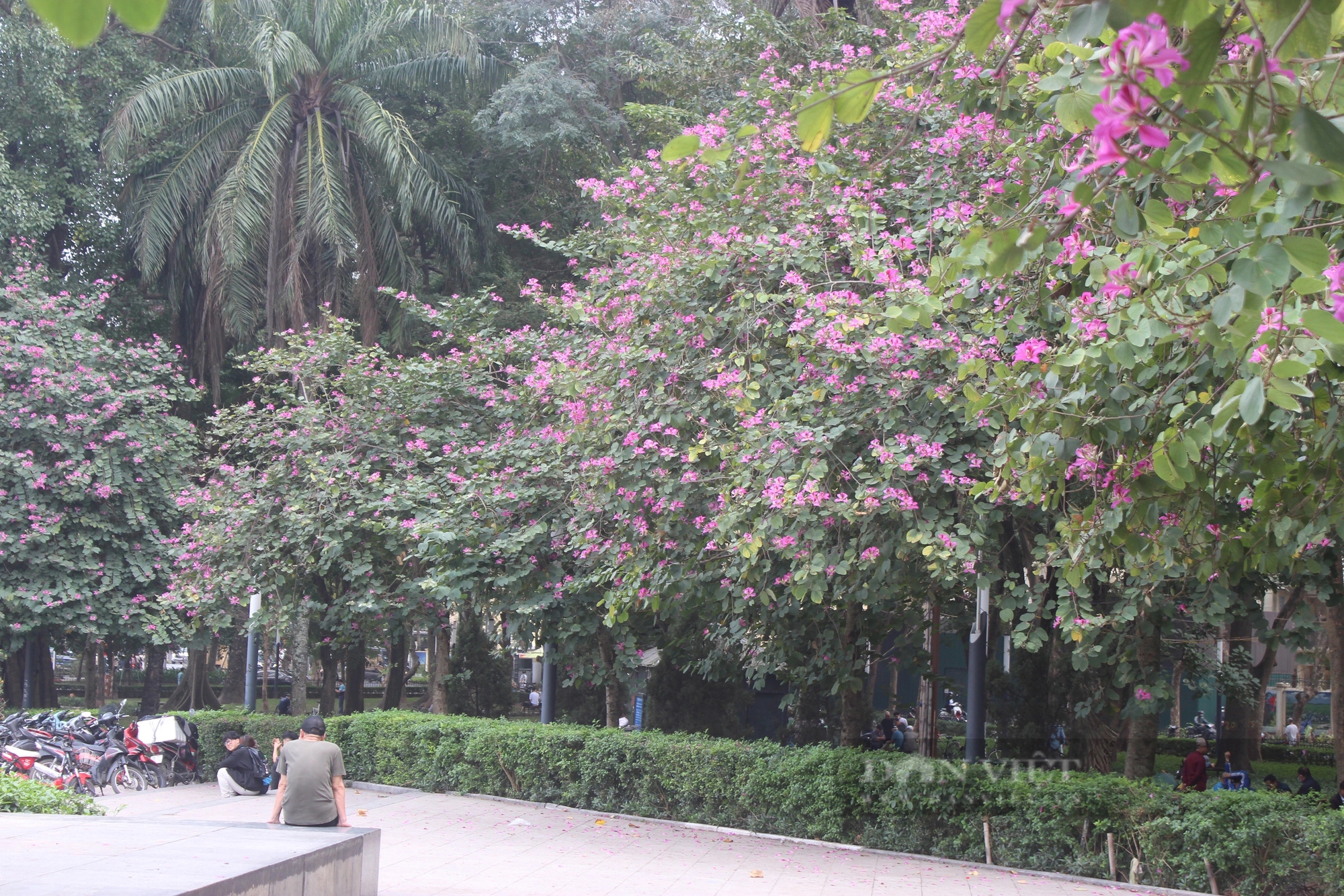Du khách mê mẩn trước sắc hoa ban nở rực trên phố Hà Nội- Ảnh 3.