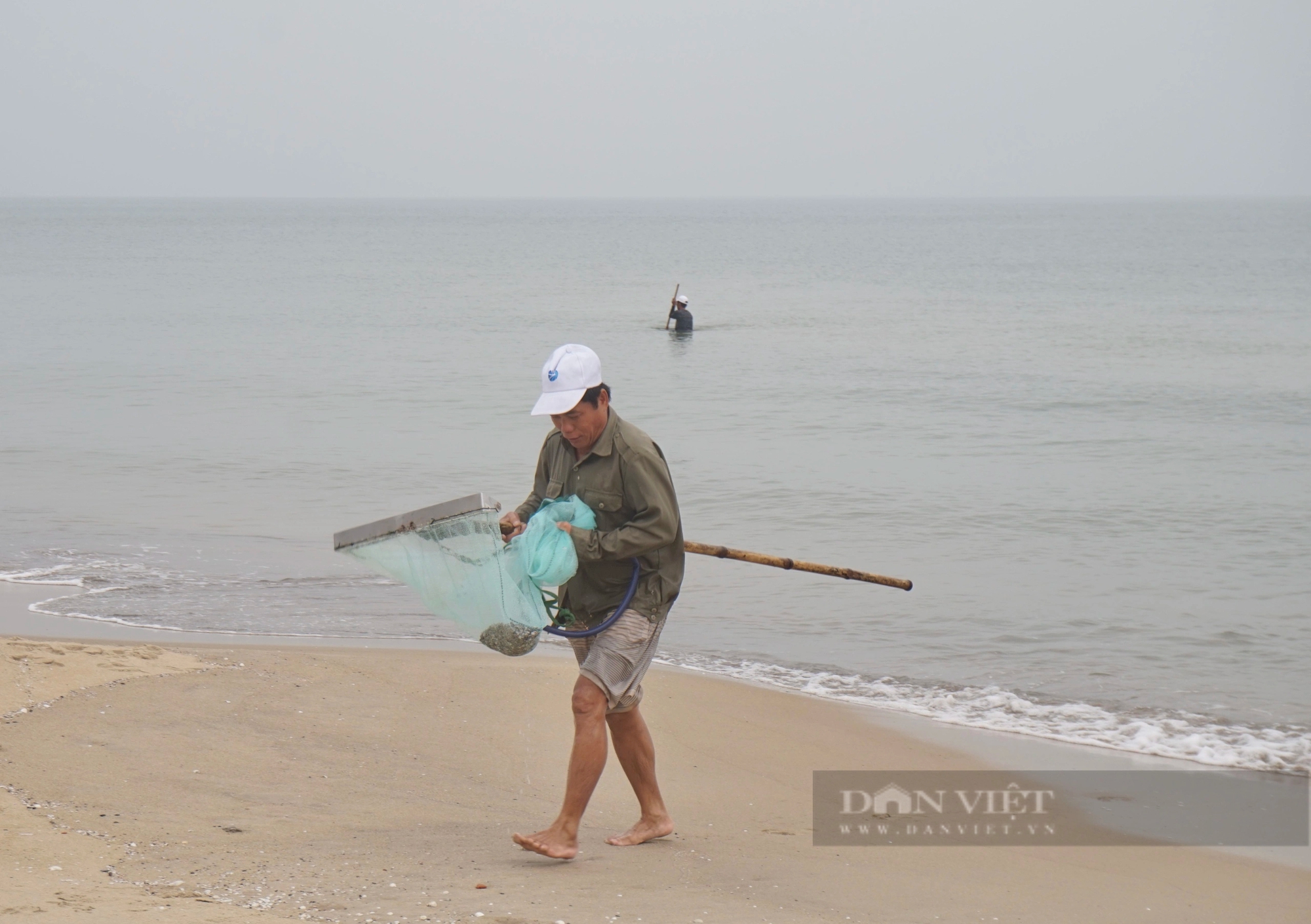 Ở biển Đà Nẵng dân đi thụt lùi để bắt con đặc sản bé tí này, mỗi ngày cũng bỏ túi tiền triệu- Ảnh 2.