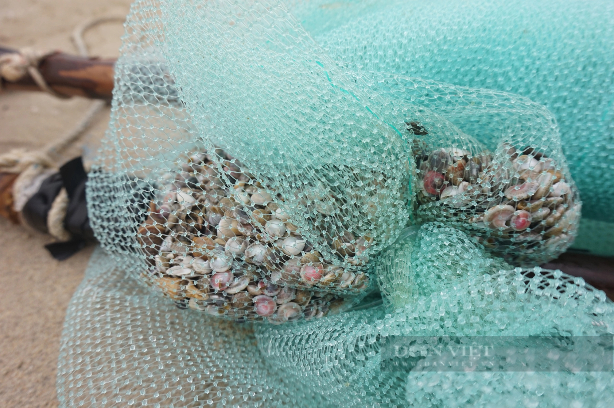 Ở biển Đà Nẵng dân đi thụt lùi để bắt con đặc sản bé tí này, mỗi ngày cũng bỏ túi tiền triệu- Ảnh 7.