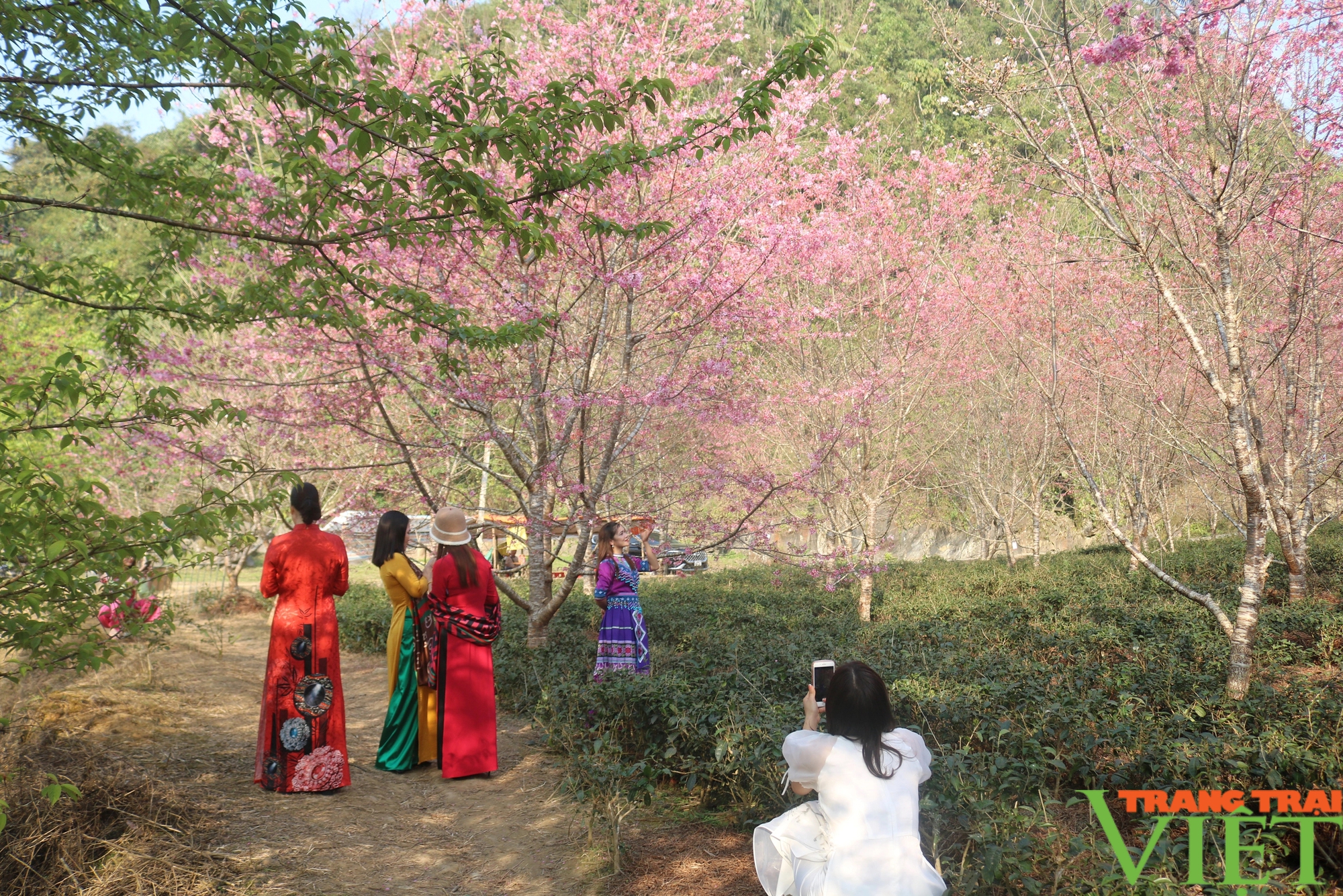 Hoa anh đào bung nở hút khách ở vùng cao biên giới Lào Cai- Ảnh 4.