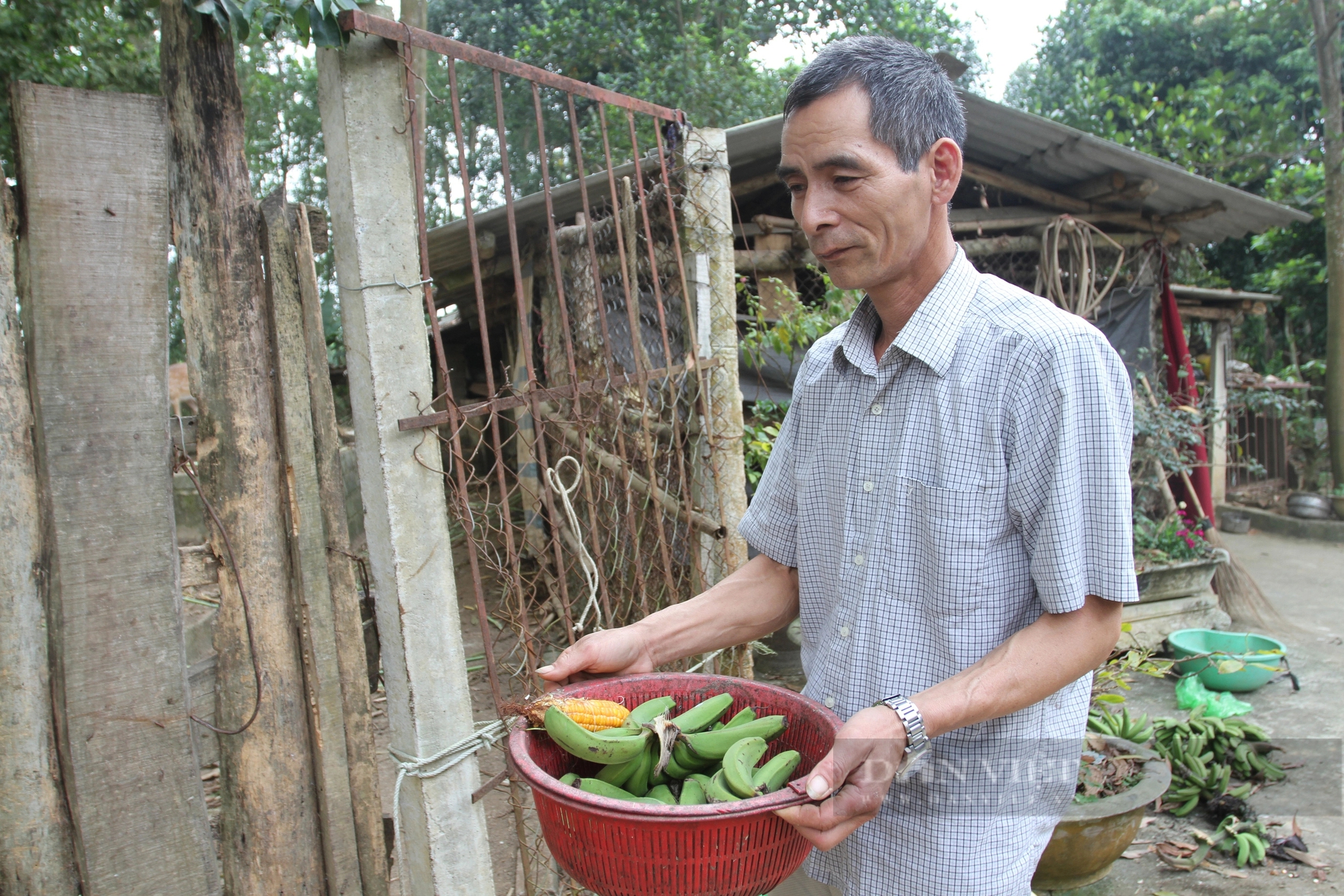 Thả trên đồi con vật có nguồn gốc động vật hoang dã, ông nông dân Thái Nguyên tự hưởng lương cao- Ảnh 7.